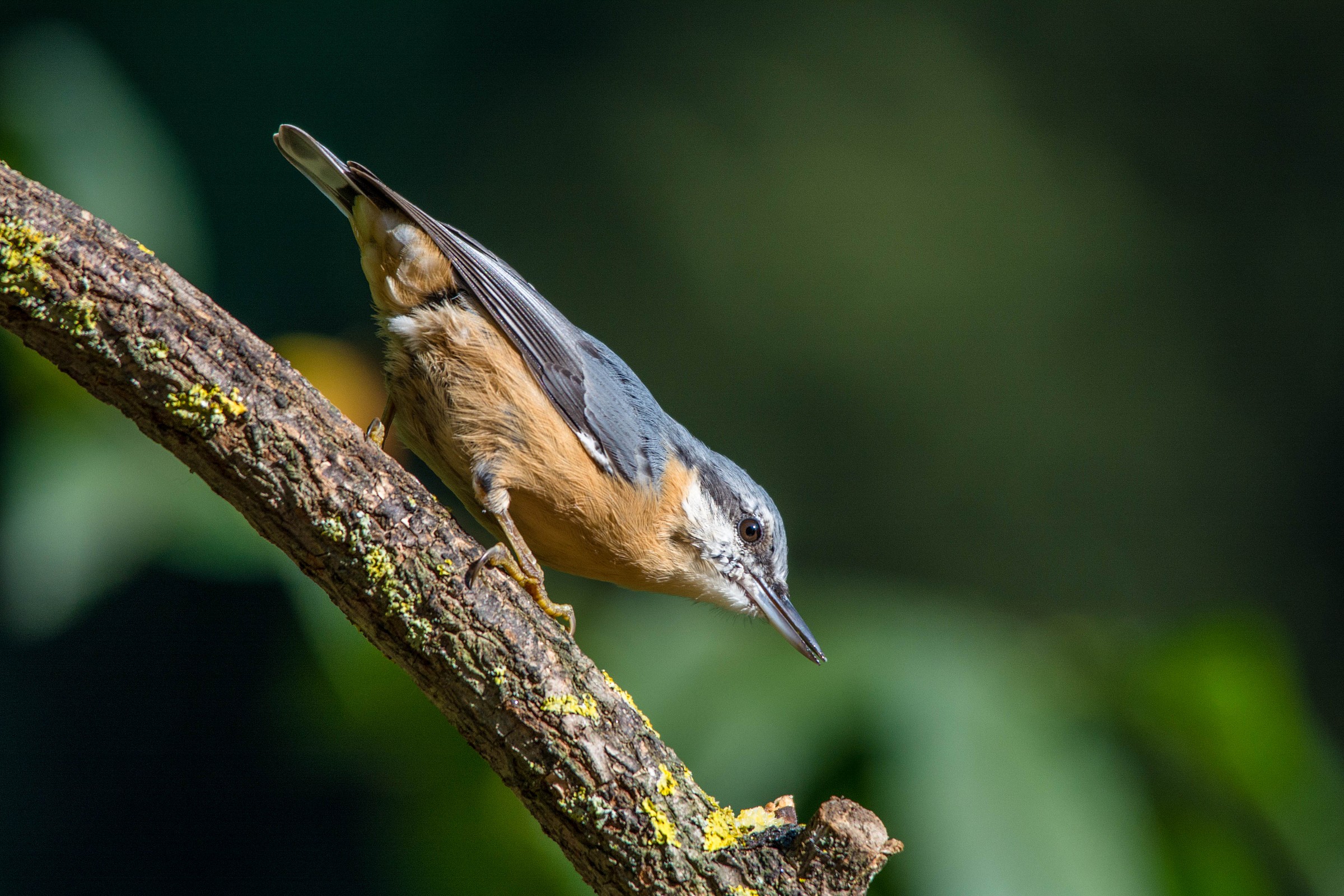 Picchio muratore preoccupato