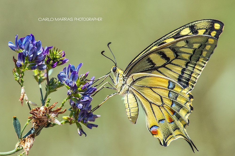 Papilio machaon