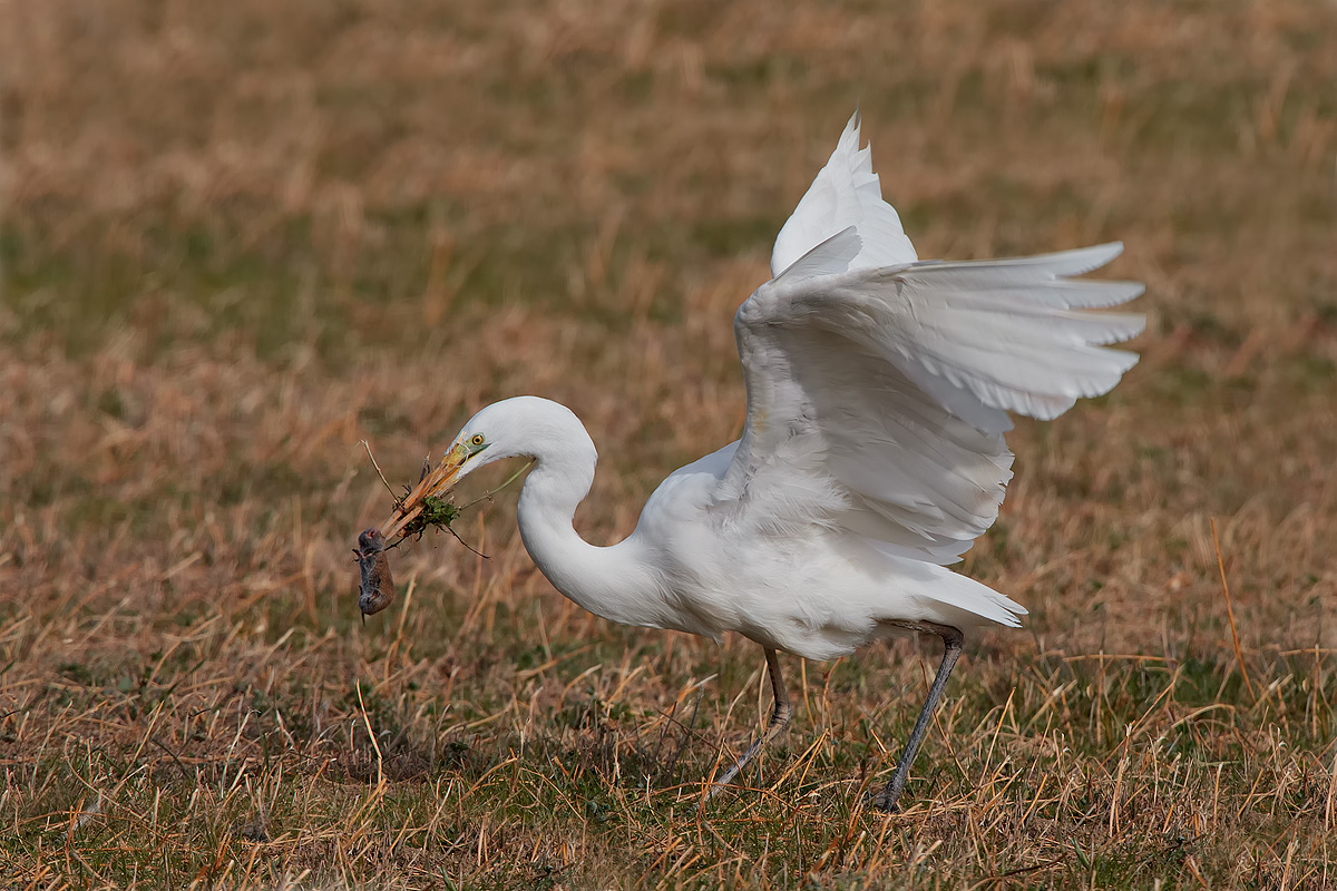 La caccia del bianco maggiore
