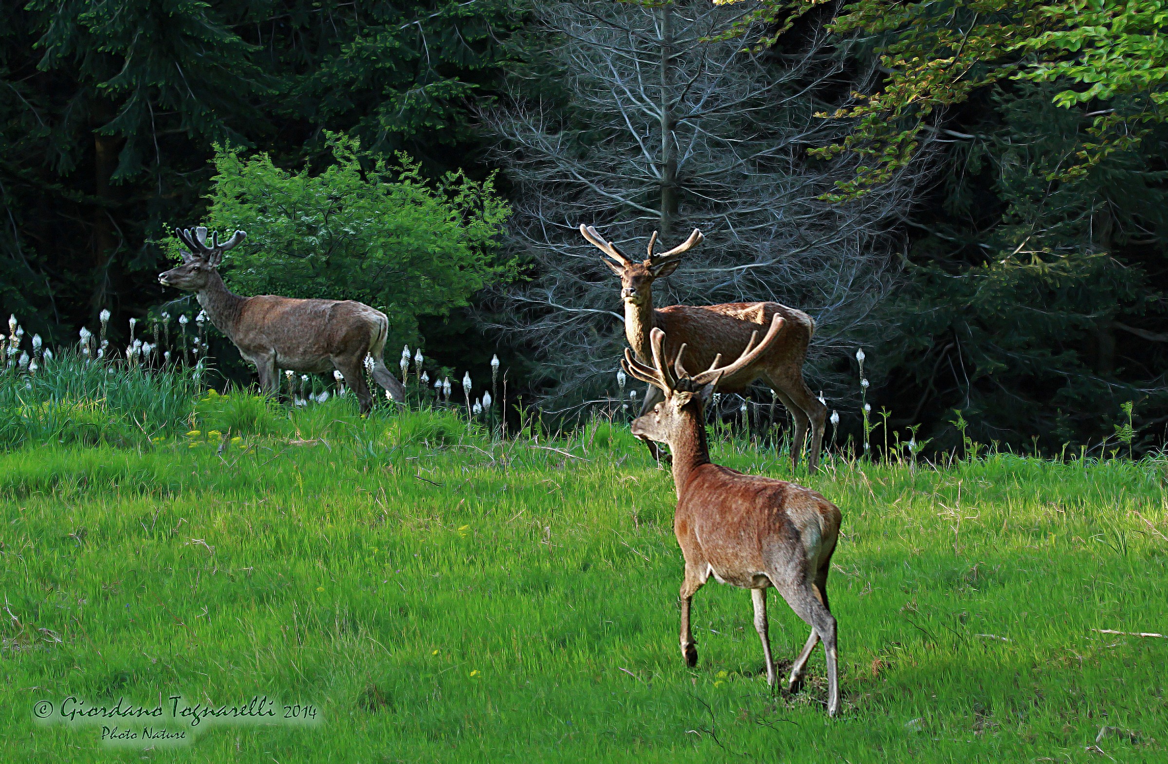 Male deer (Cervus elaphus)