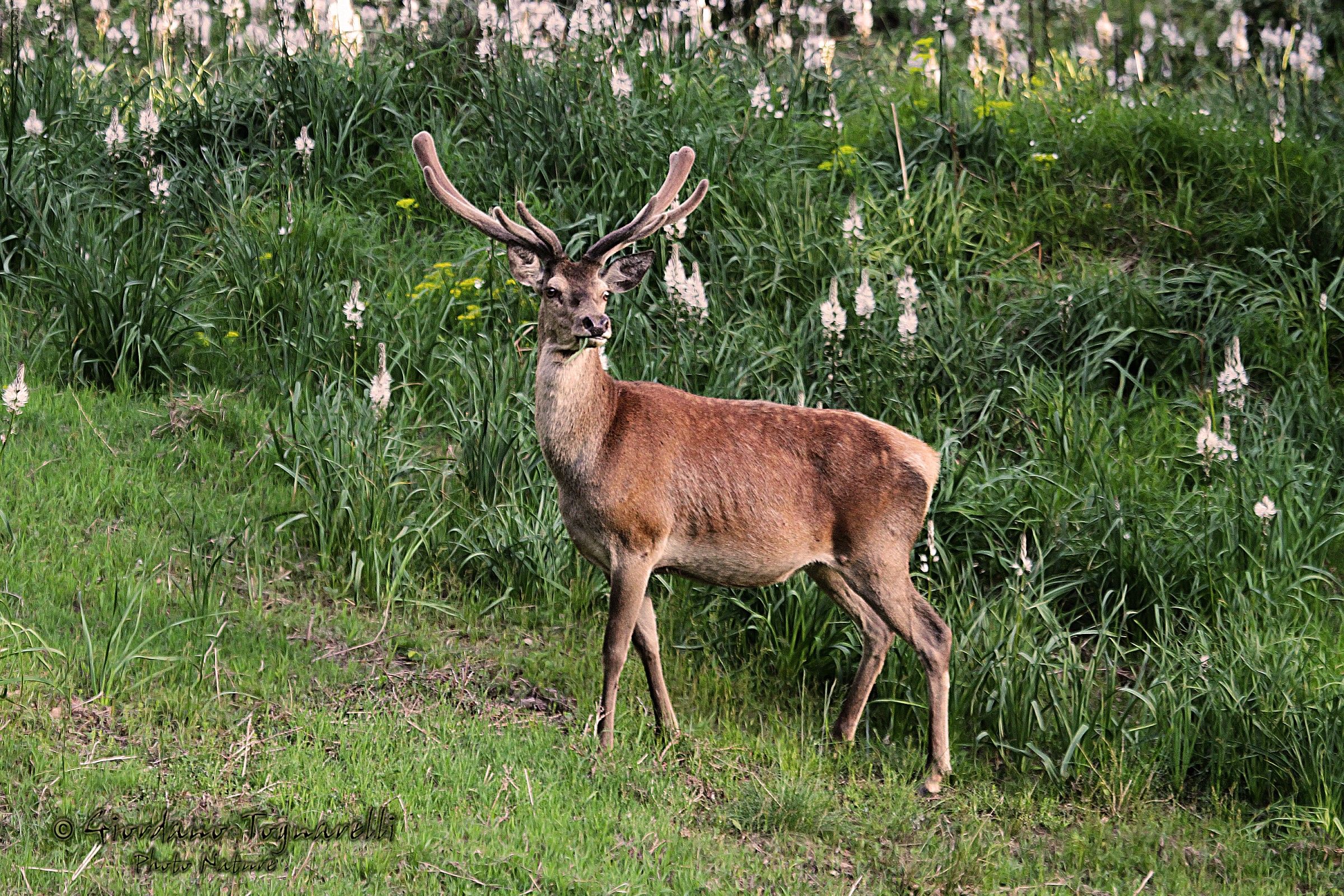 Cervo  (Cervus elaphus)