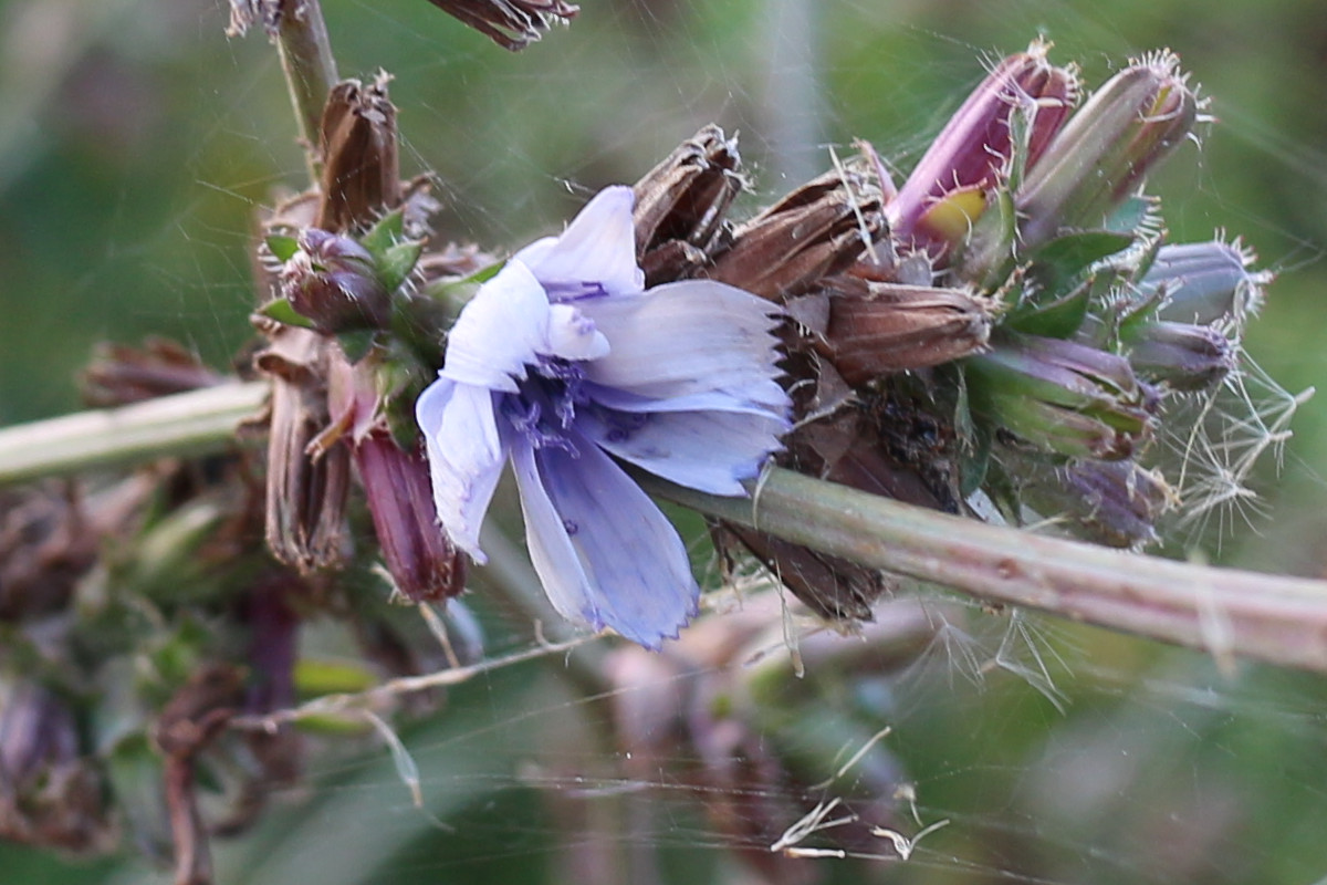 Prova #3 - crop 100% - (c) Gaia