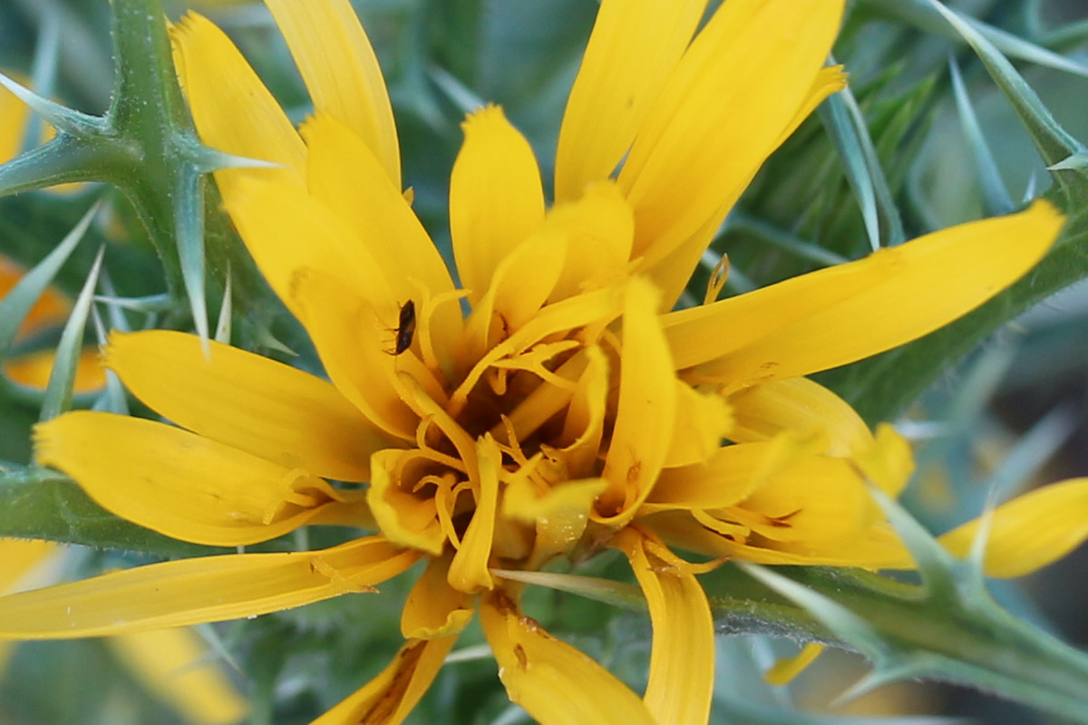 Prova #4 - crop 100% - (c) Gaia