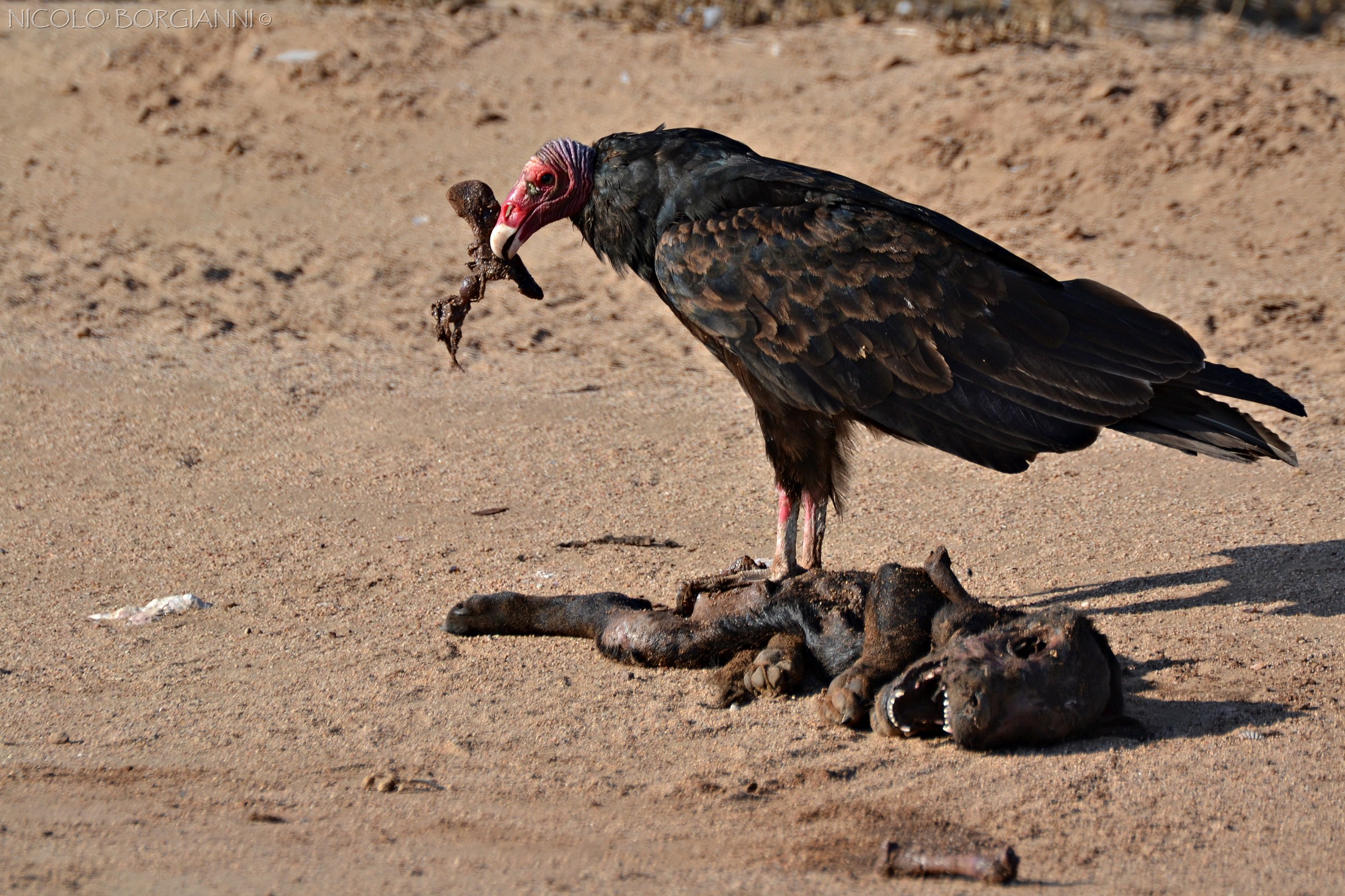 Urubù testa rossa (Cathartes aura) al lavoro...