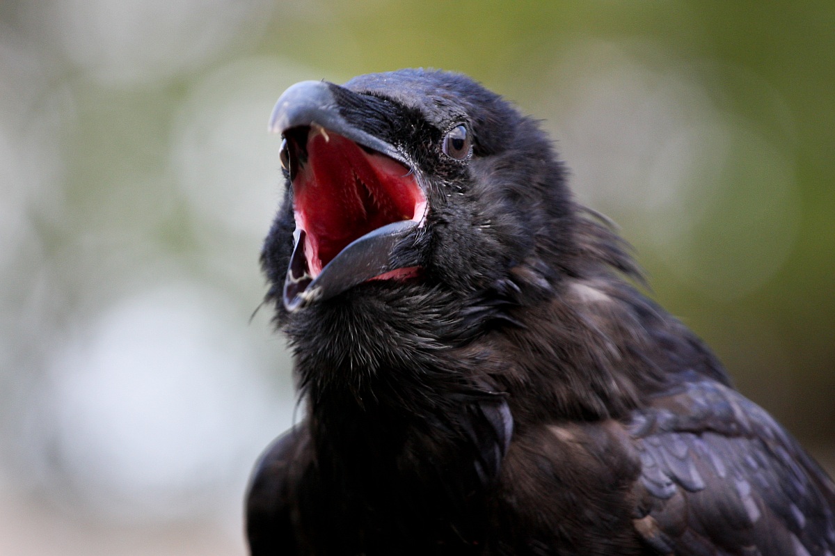 corvetto imperiale adolescente