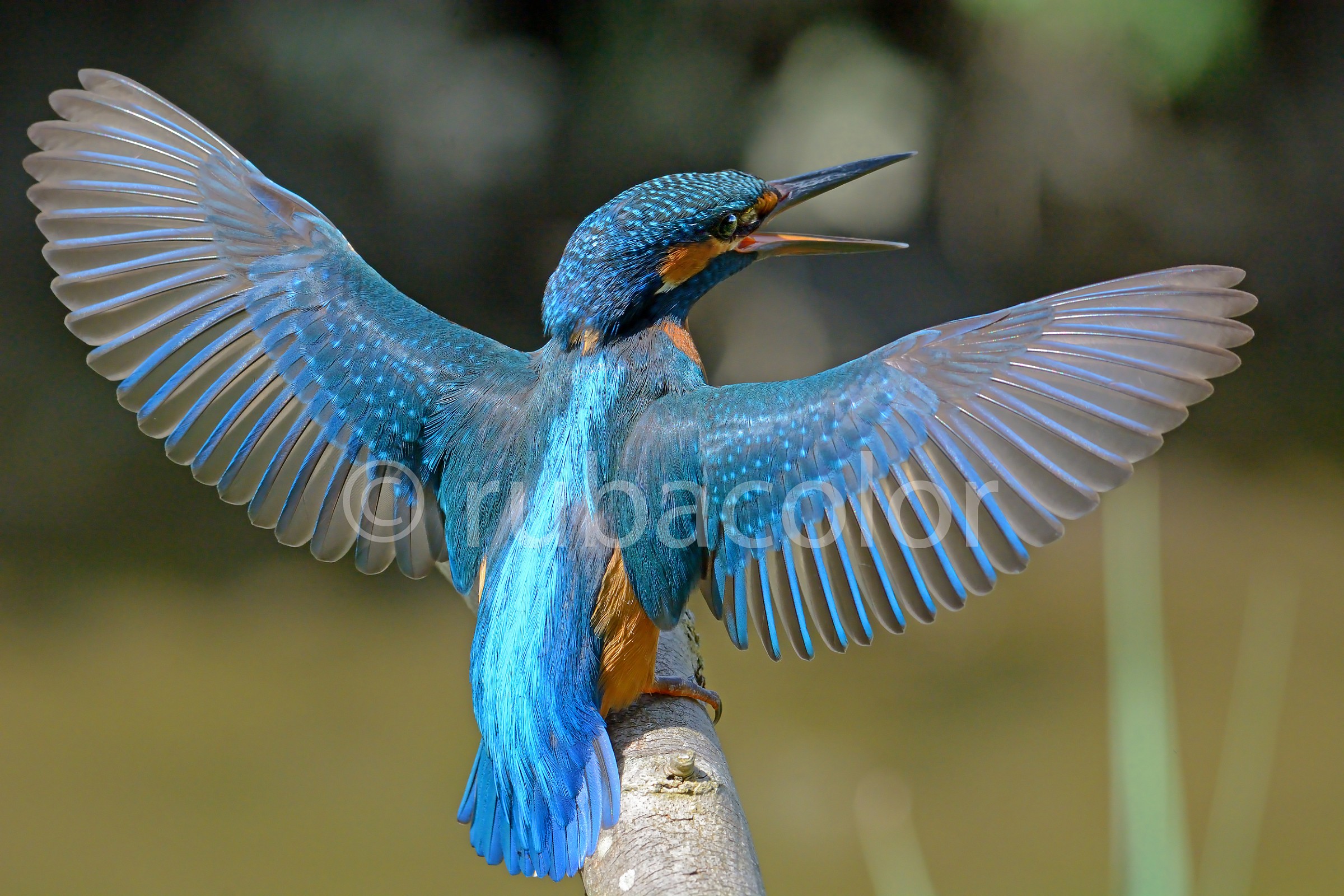 The wings that Daedalus would have to build