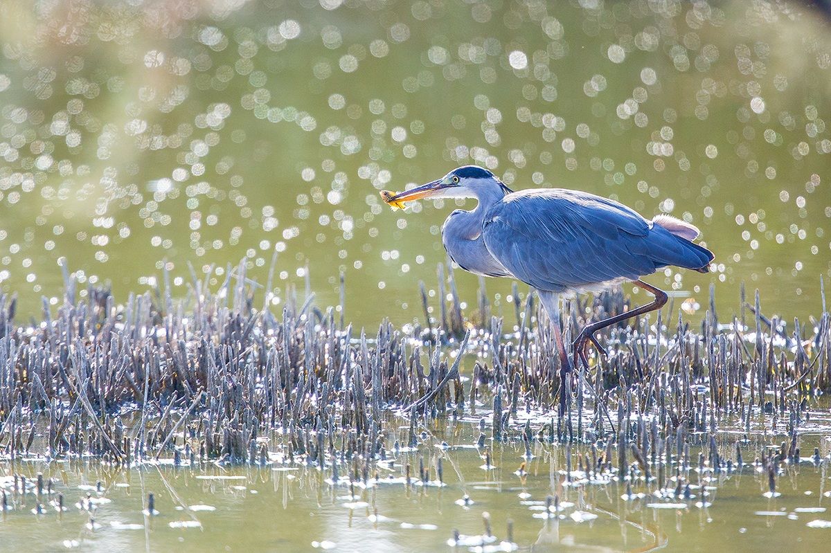 Cenerino in controluce