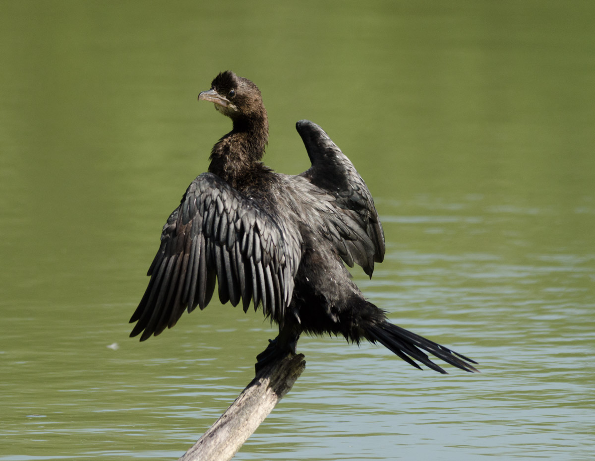Cormorant to the Sun