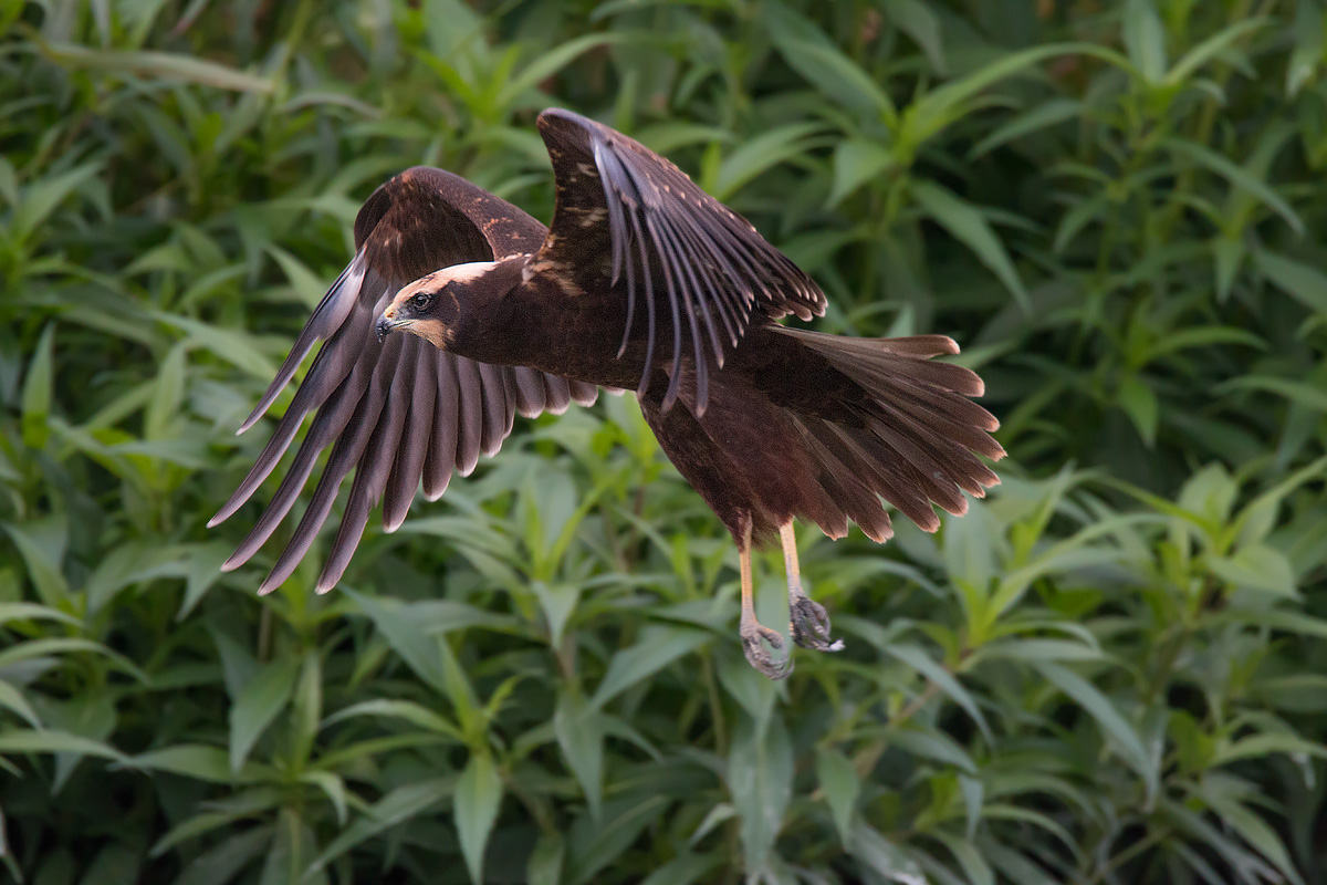 Marsh Harrier