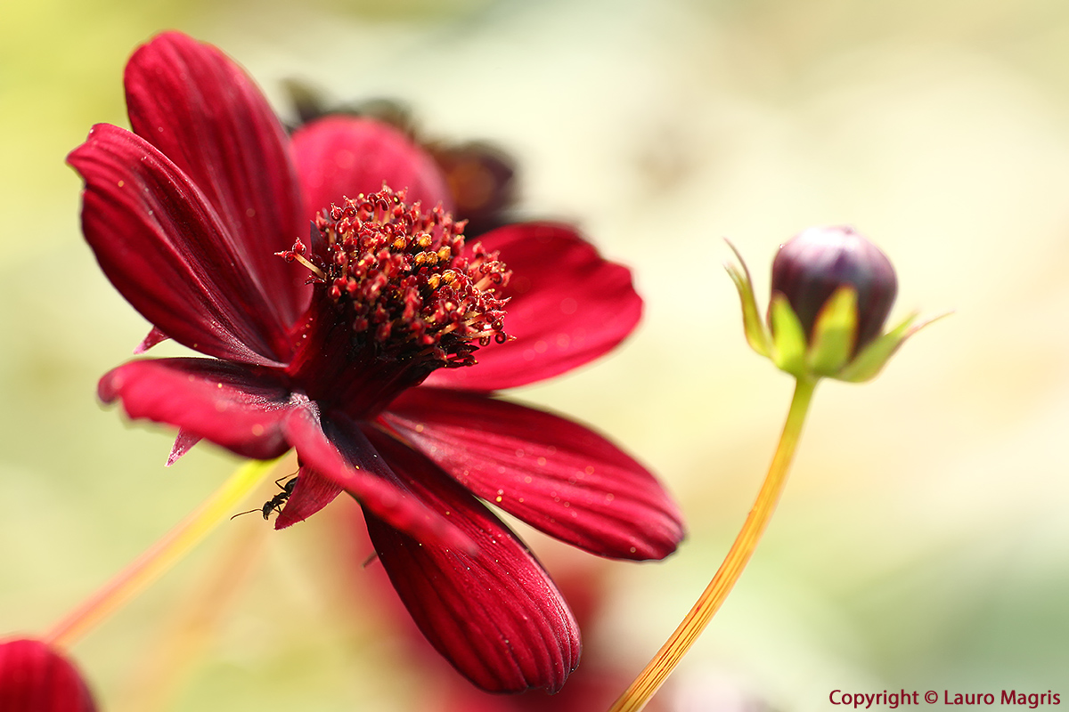 L'ospite del fiore di cioccolata
