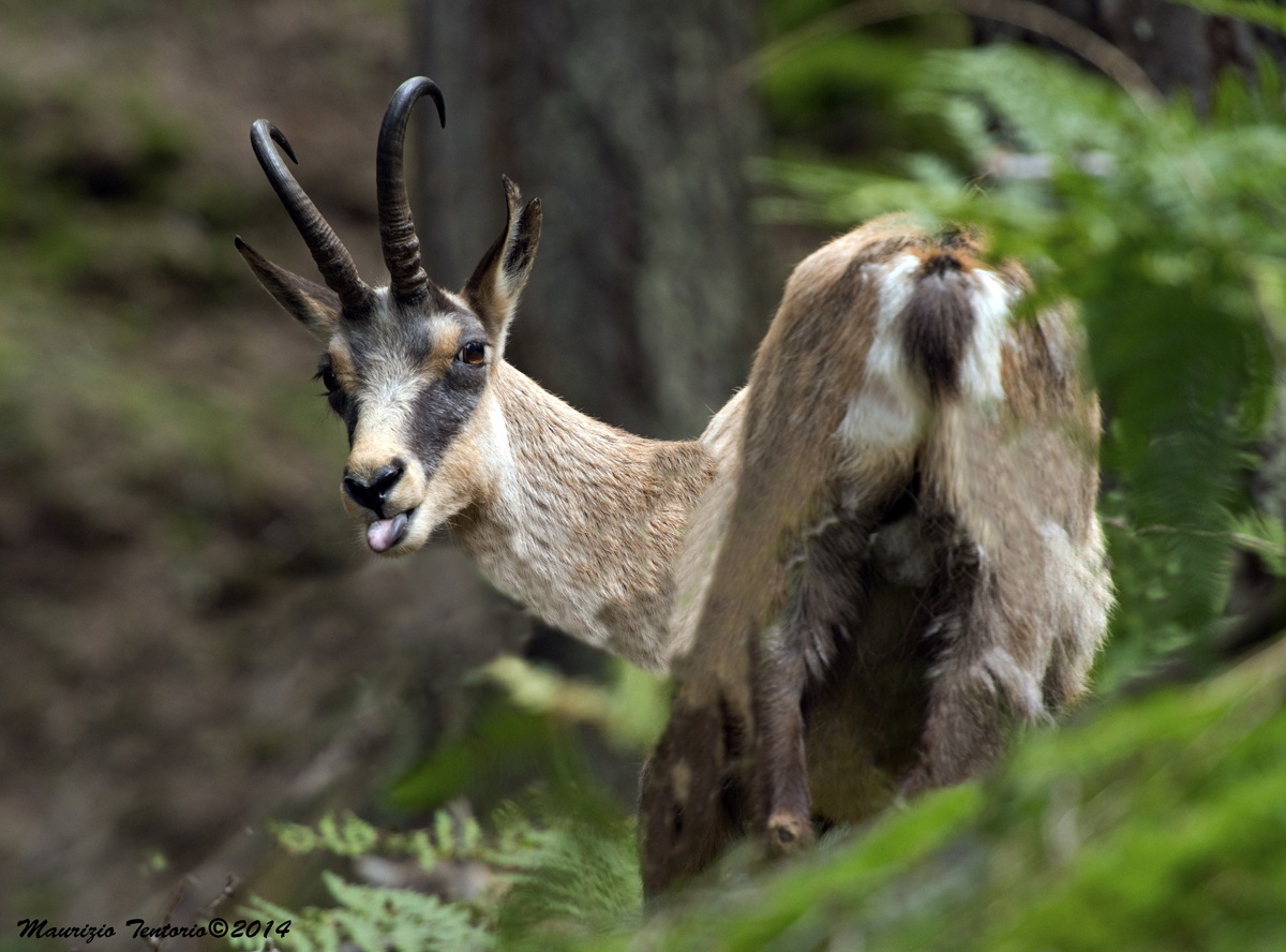 Chamois