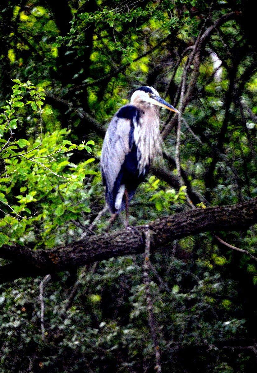 Grande Airone Blu rannicchiato al sole