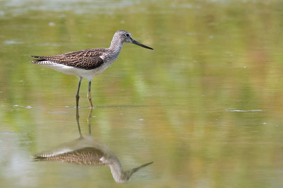 Greenshank