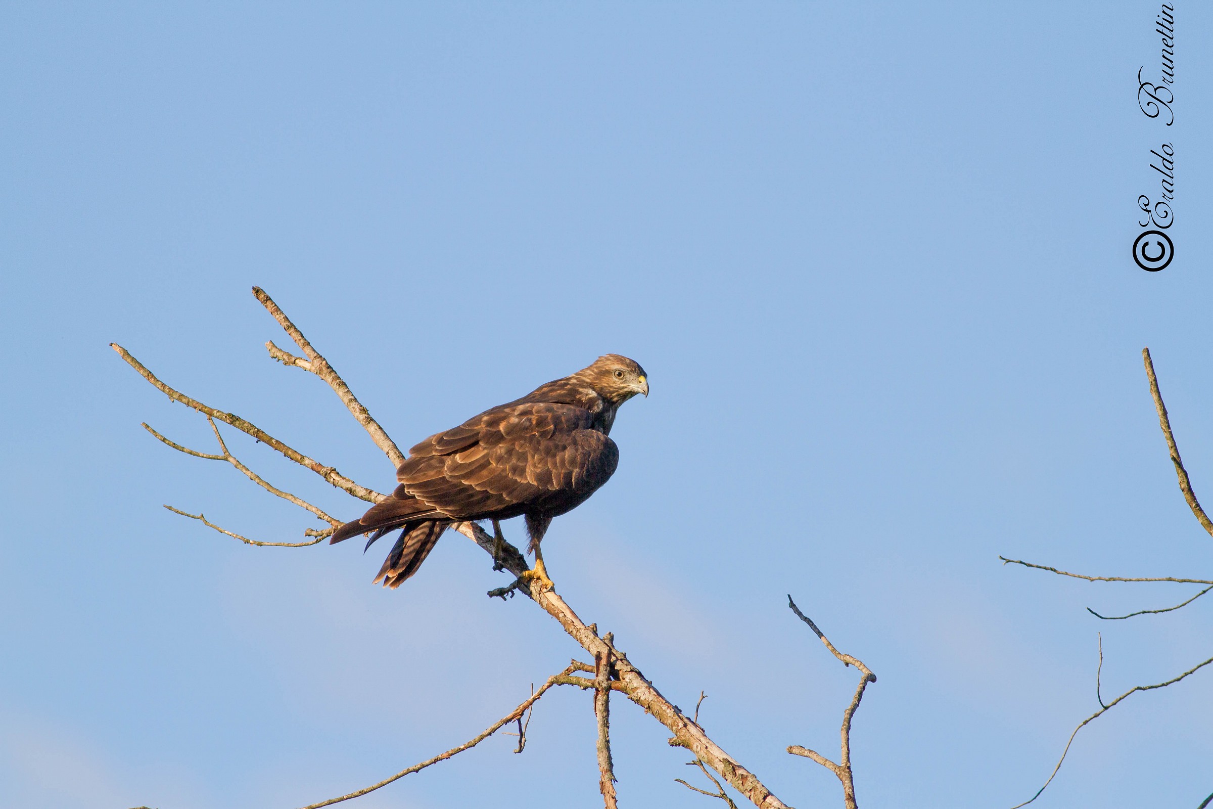 Poiana (buteo buteo)
