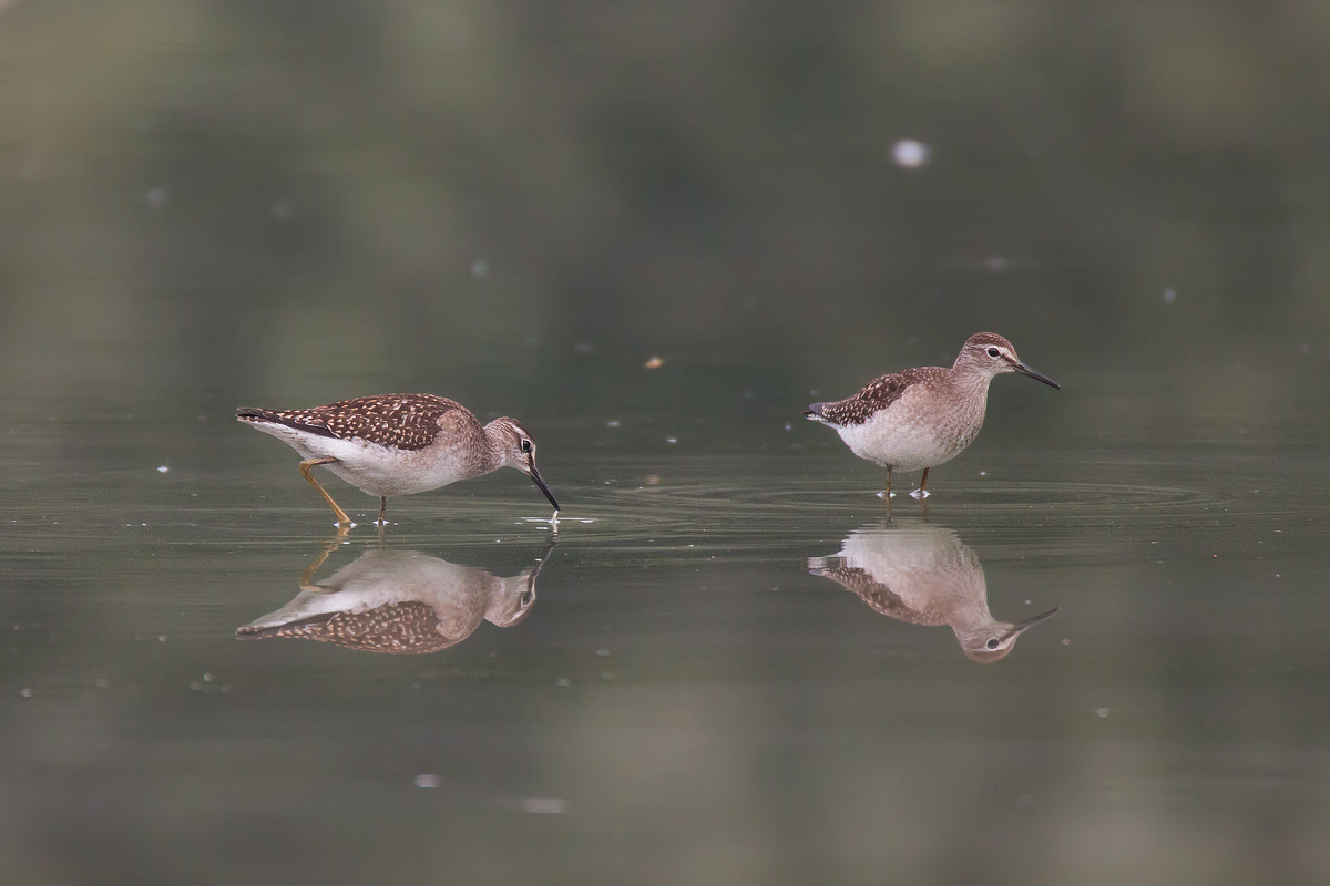 Wood Sandpiper