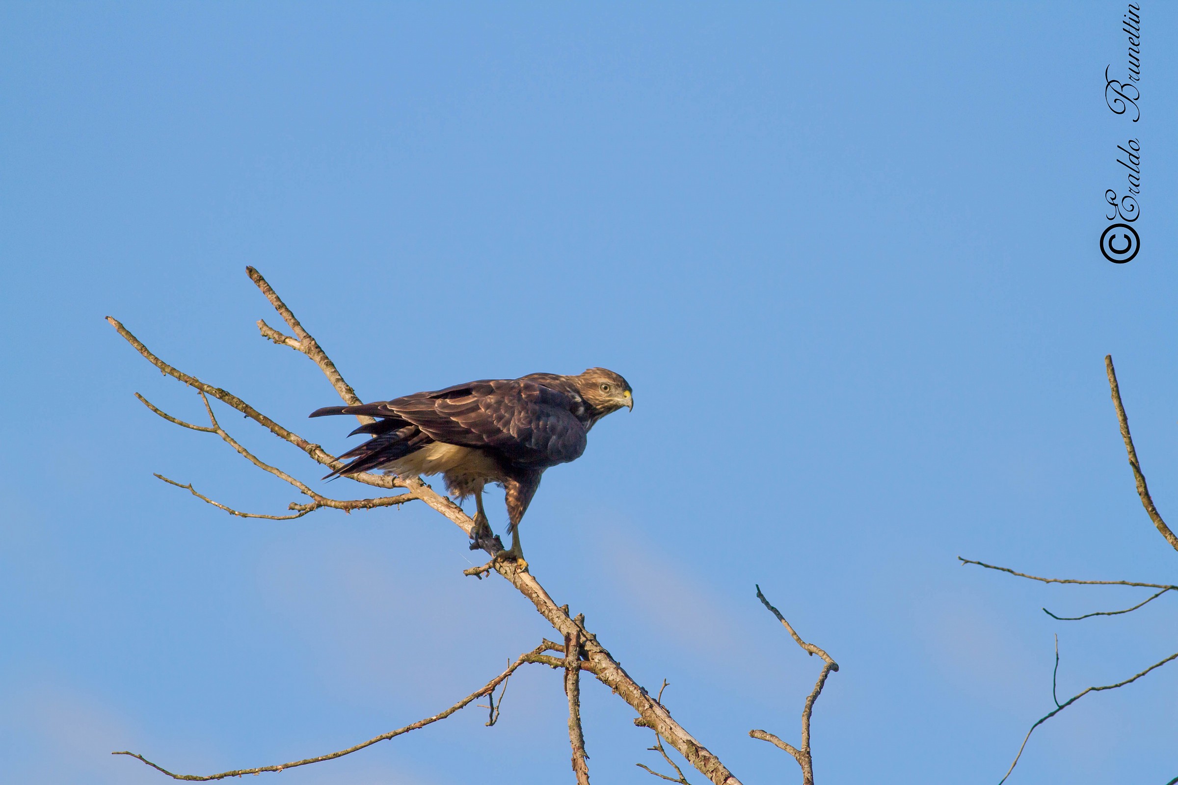 Poiana (buteo buteo)