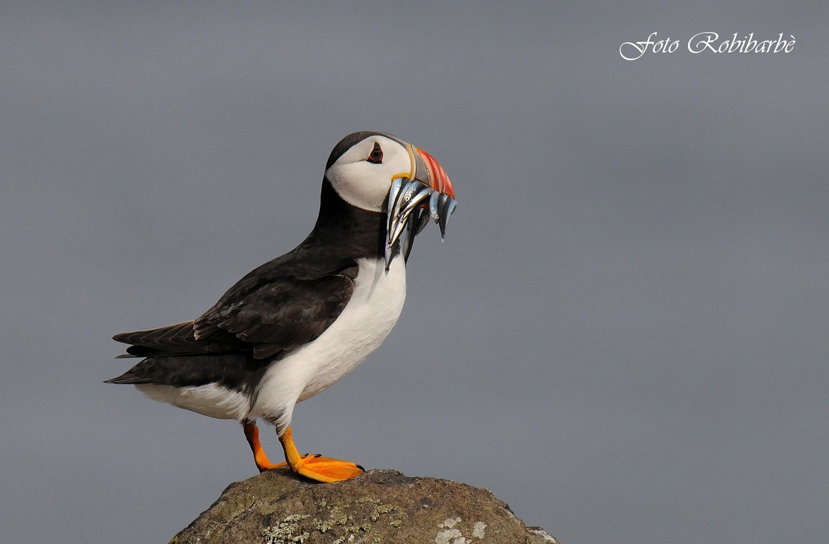 Pulcinella di mare....
