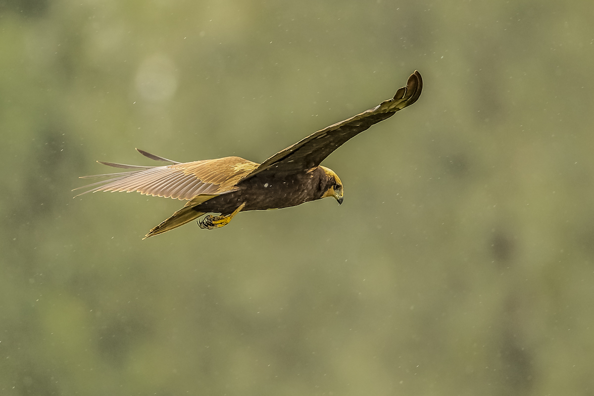falco di palude sotto la pioggia