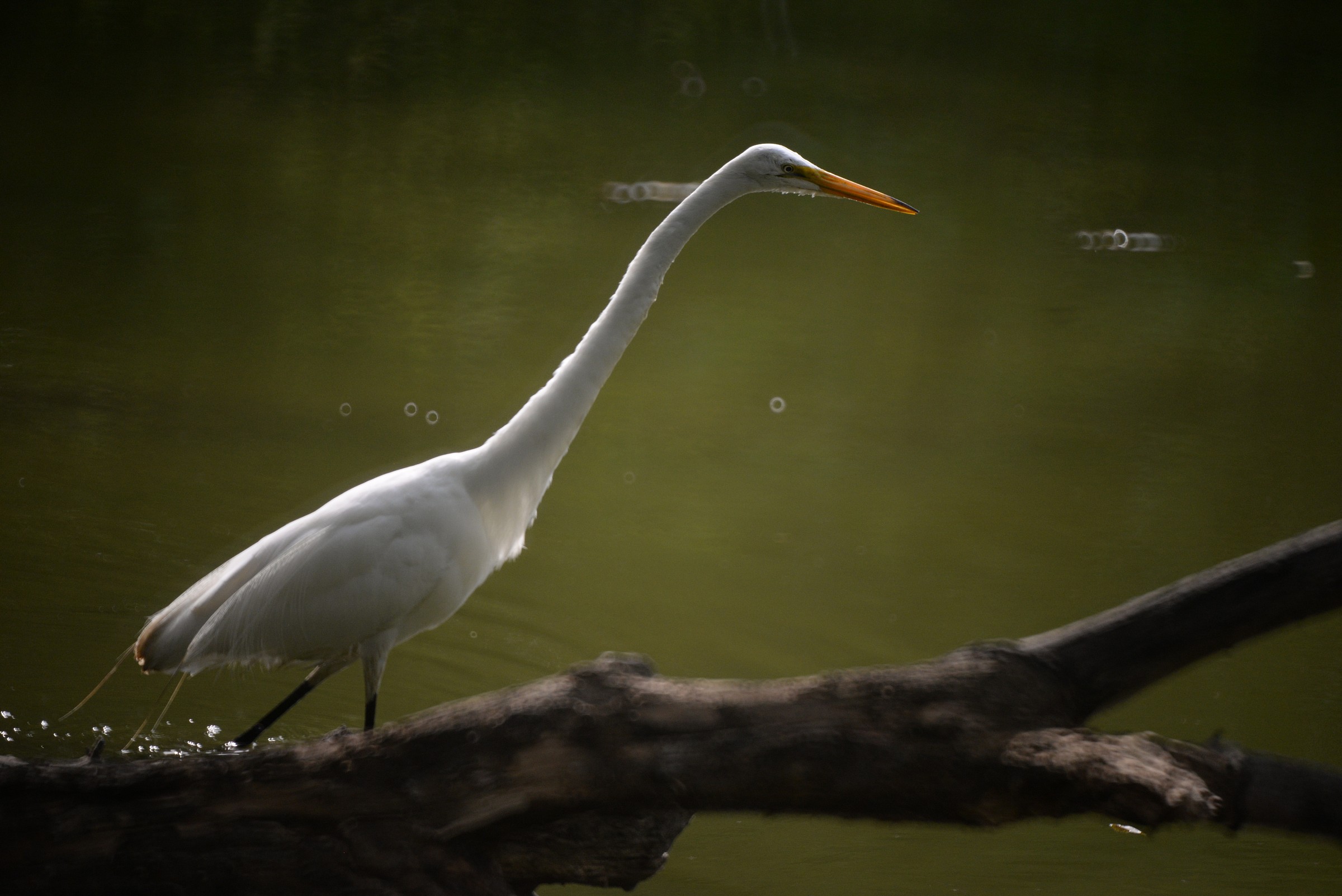 1 Grande Airone Bianco al Lavoro