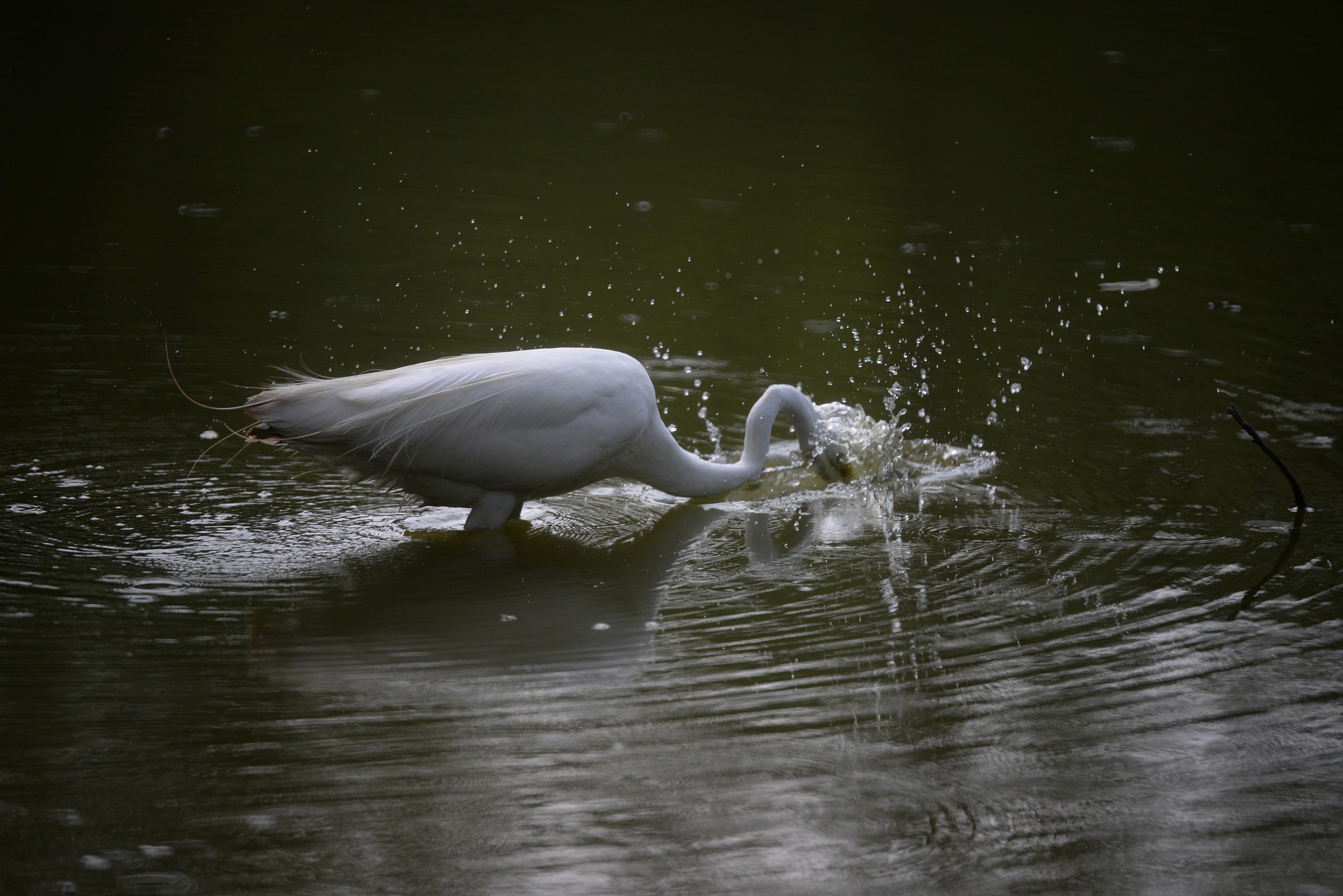 2 Grande Airone Bianco al Lavoro
