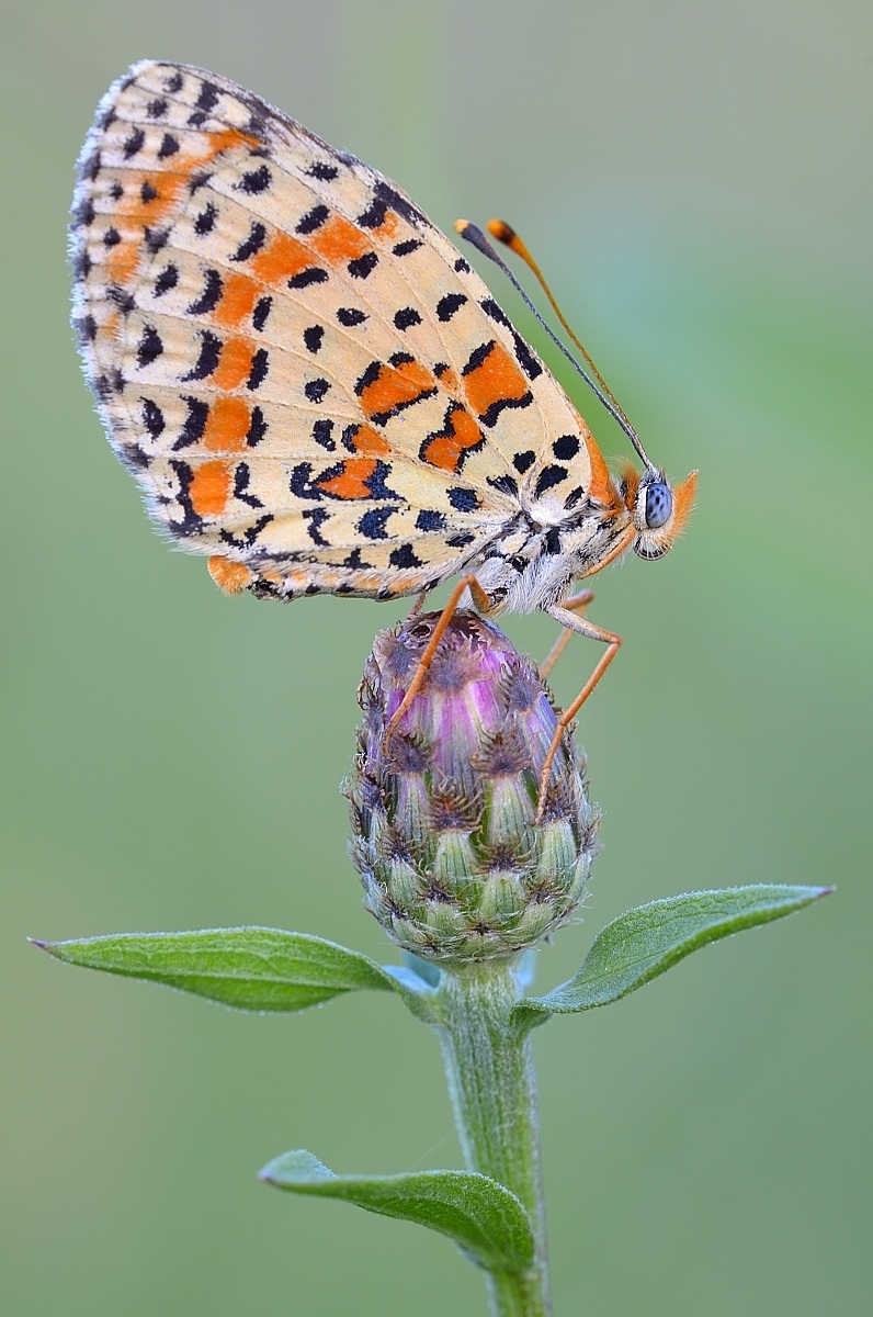 Melitaea