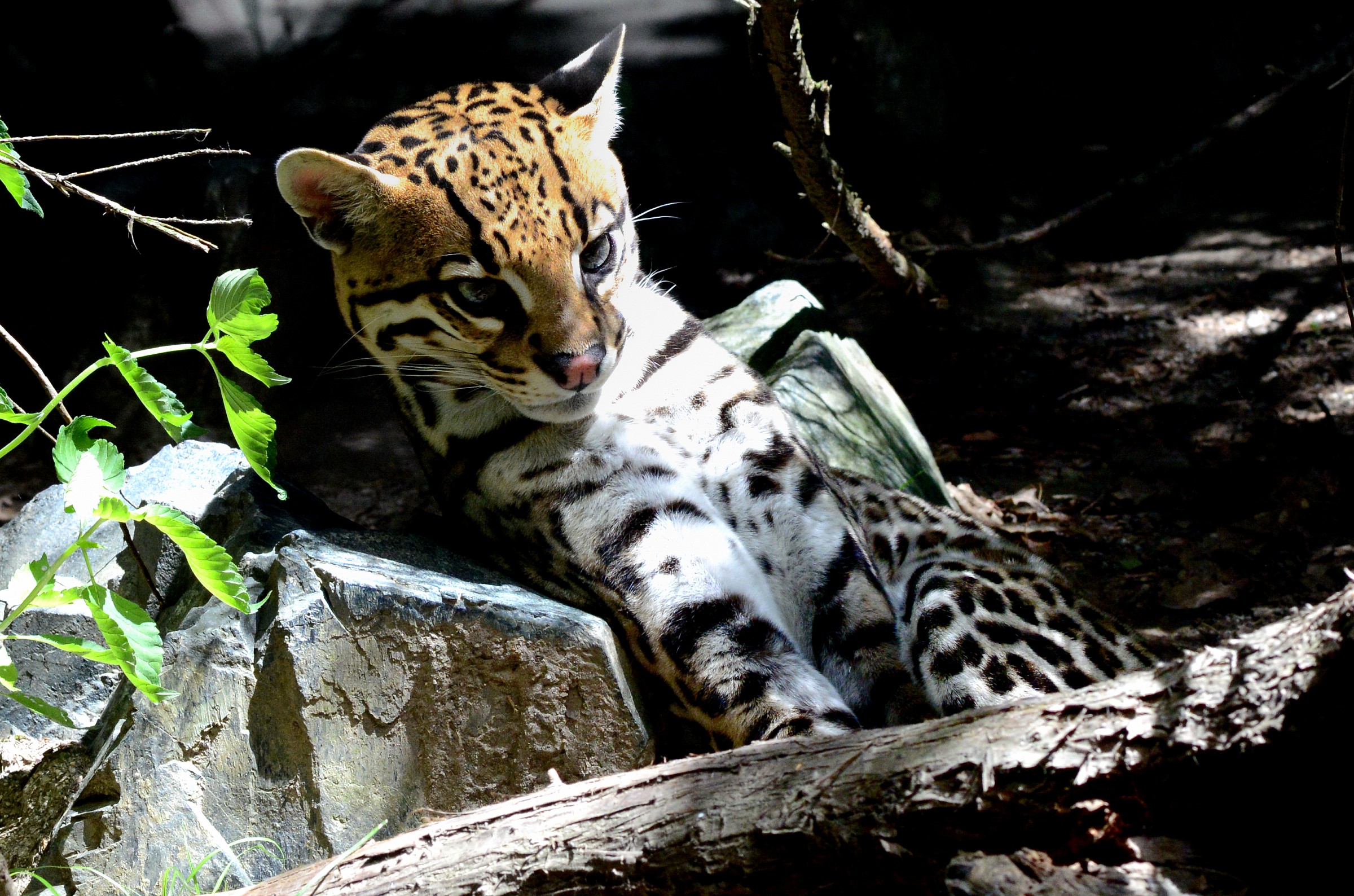 Ocelot