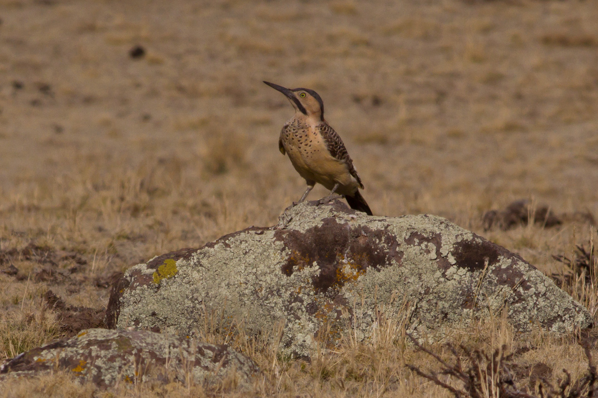 Andean Flicker