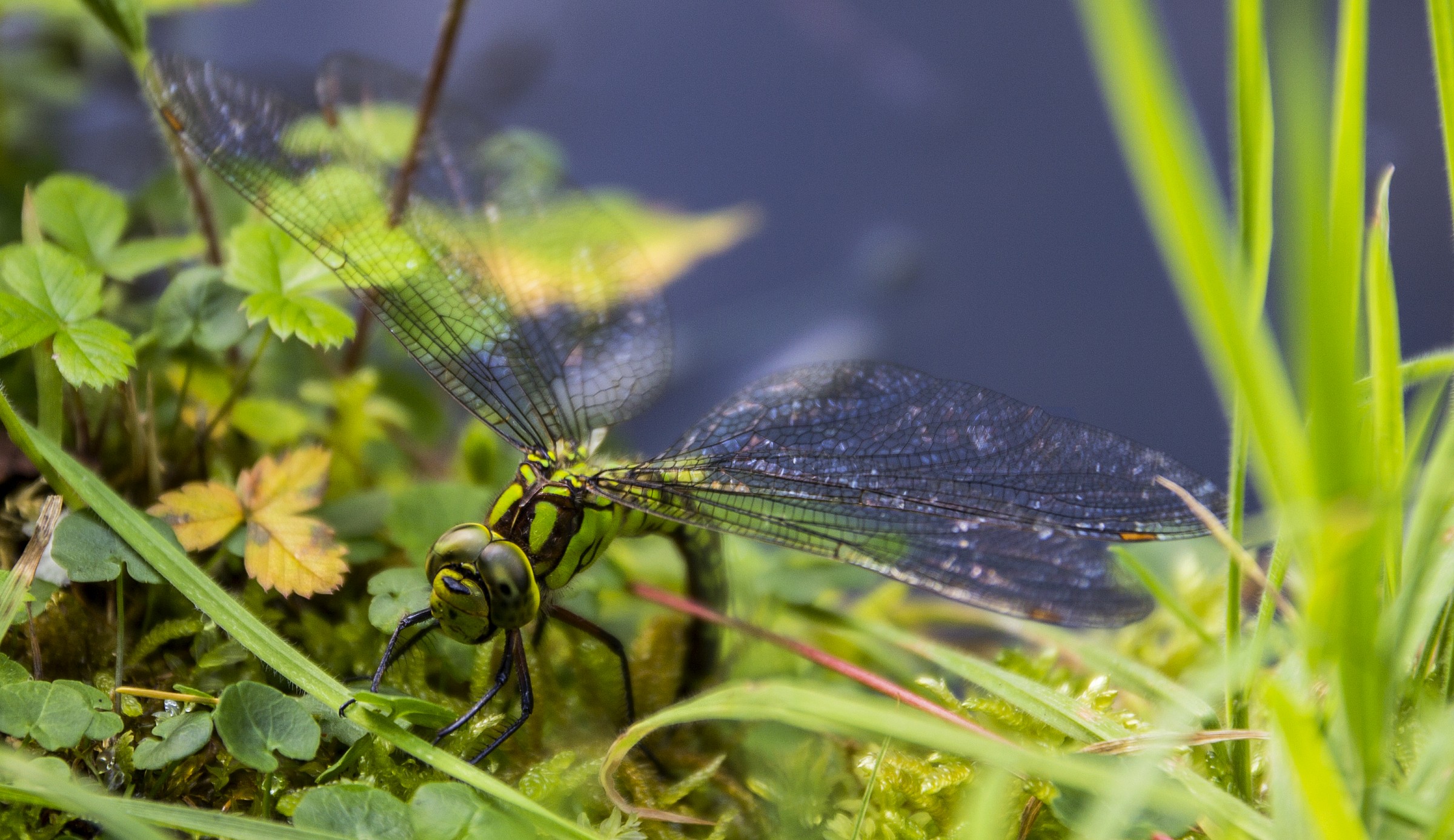 Dragonfly mimetic
