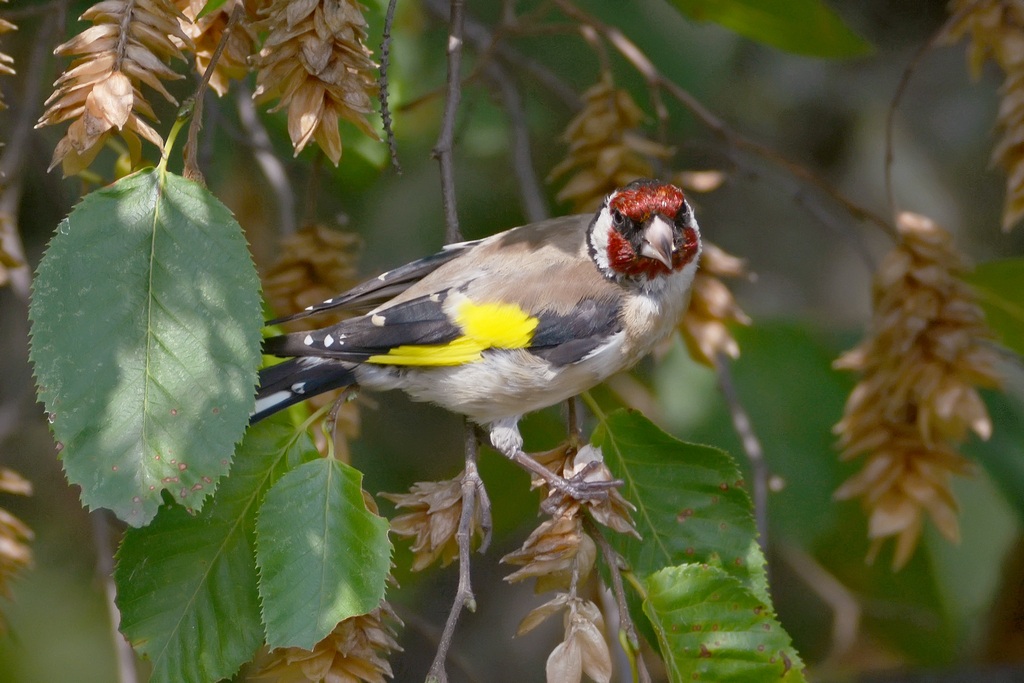 Cardellino su carpino