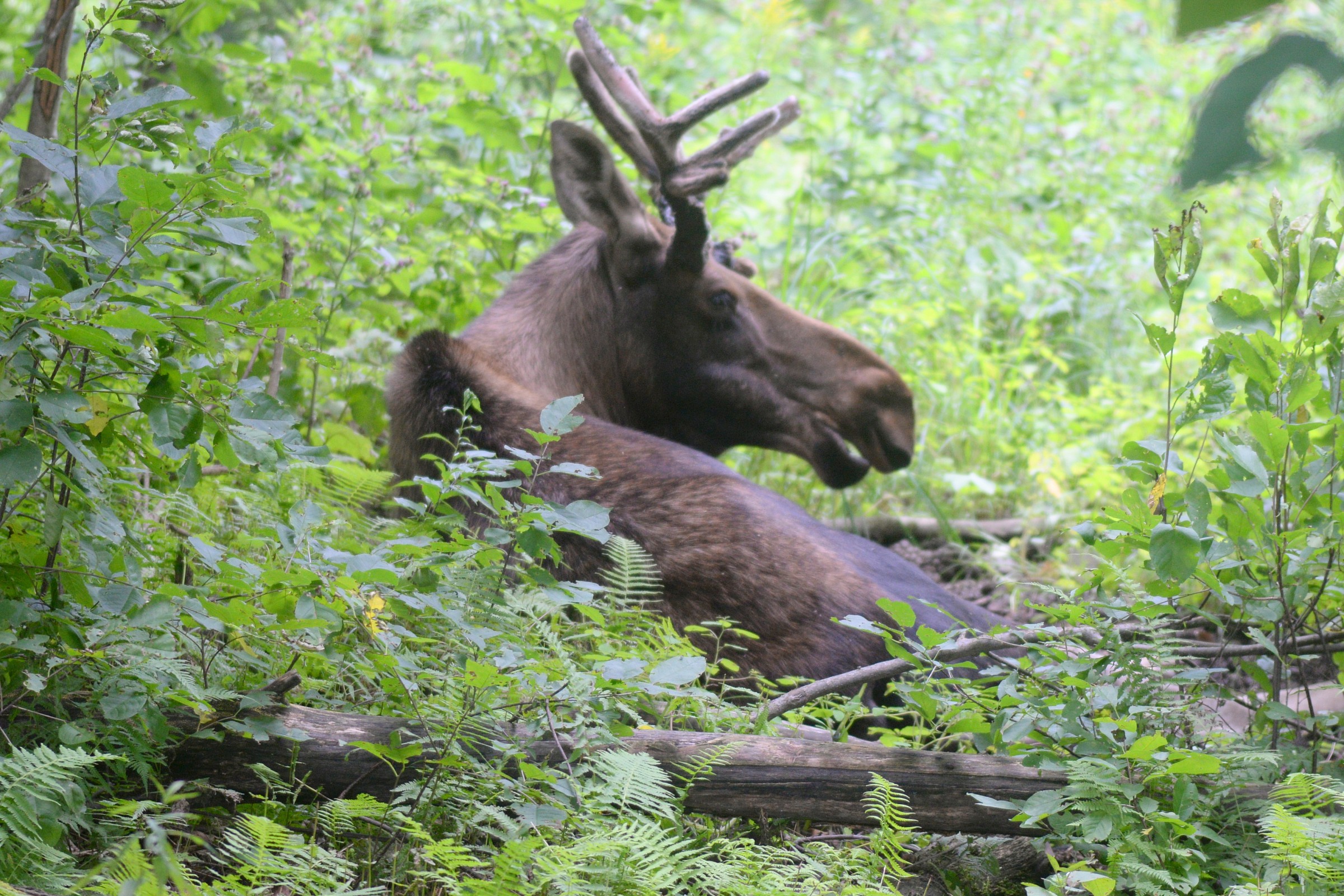 Alce sdraiata in mezzo al viottolo