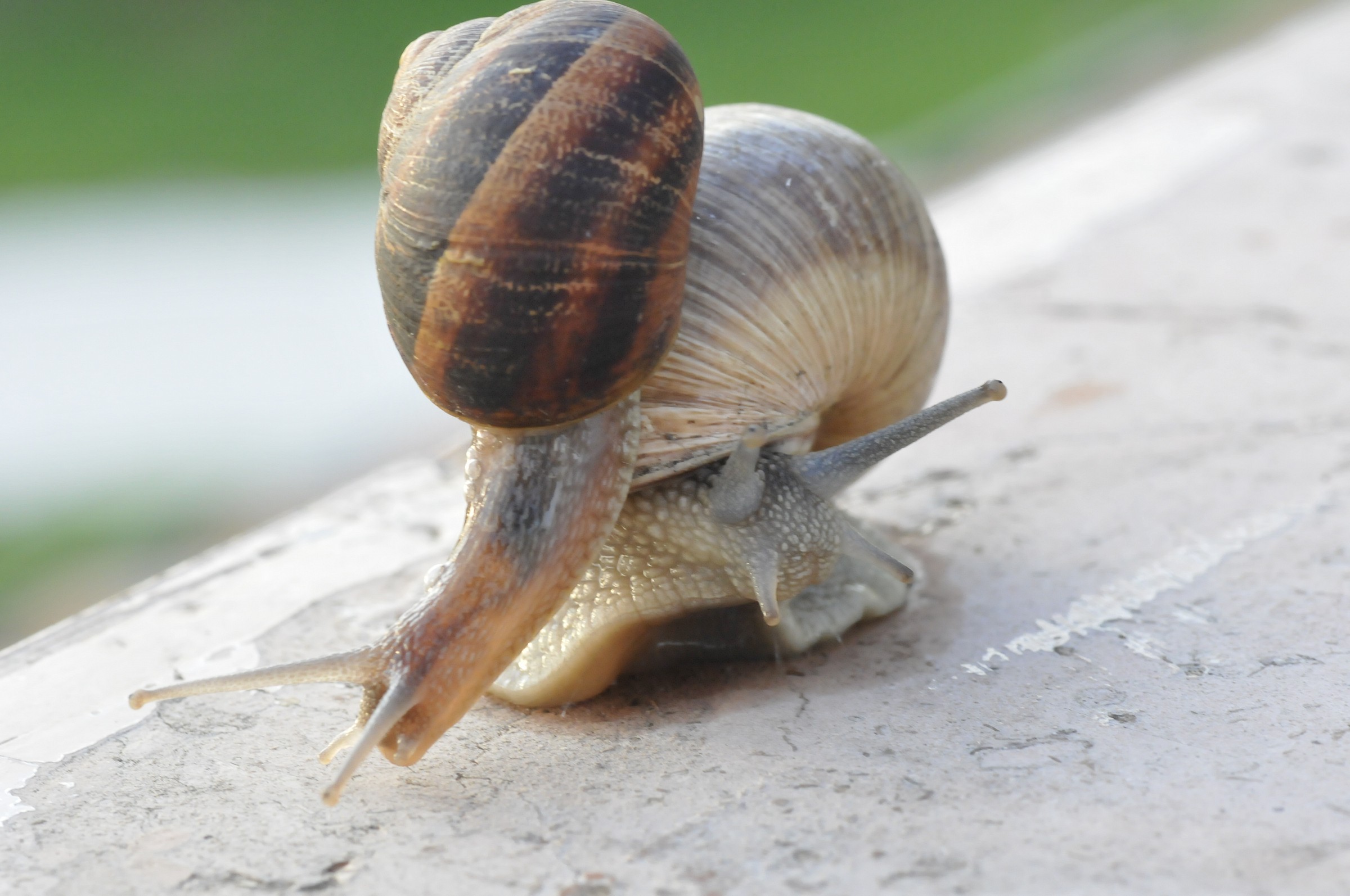 Sorpasso a bassa velocità (lumaca)