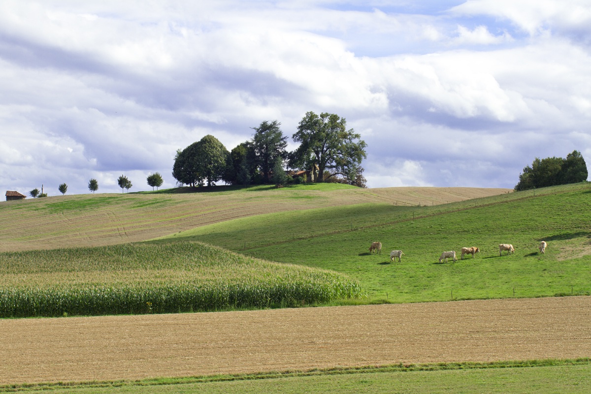 ...Pascoli della Guascogna...