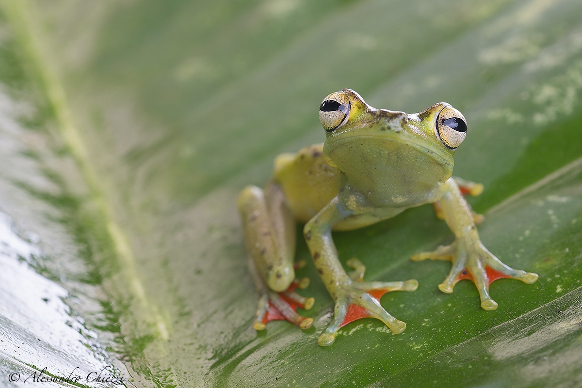 Hypsiboas Rufitelus