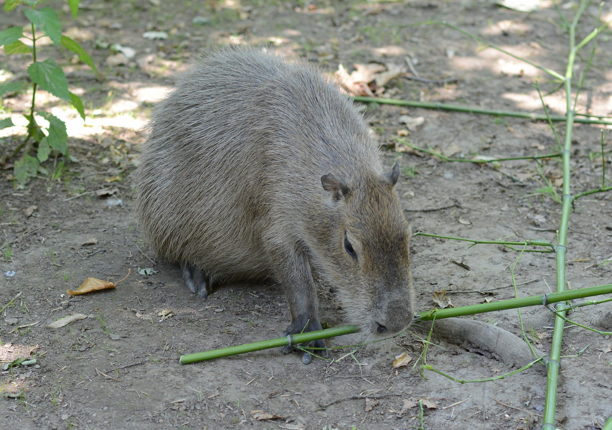 Capibara