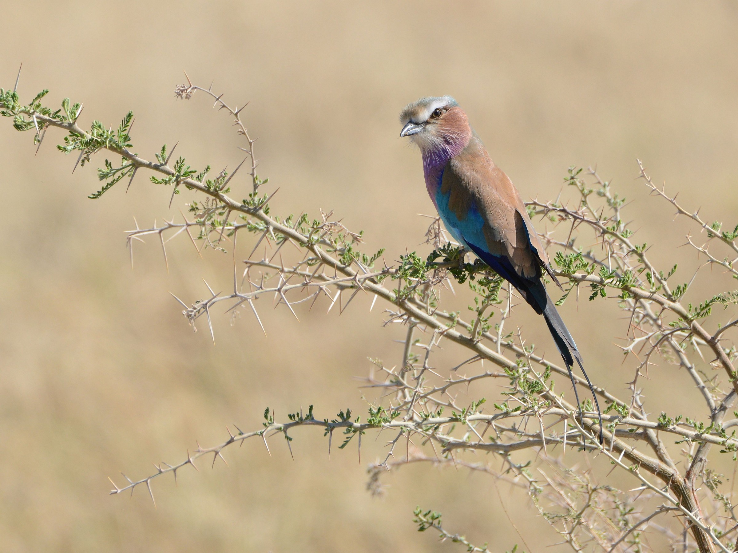jay Lilac-breasted Roller
