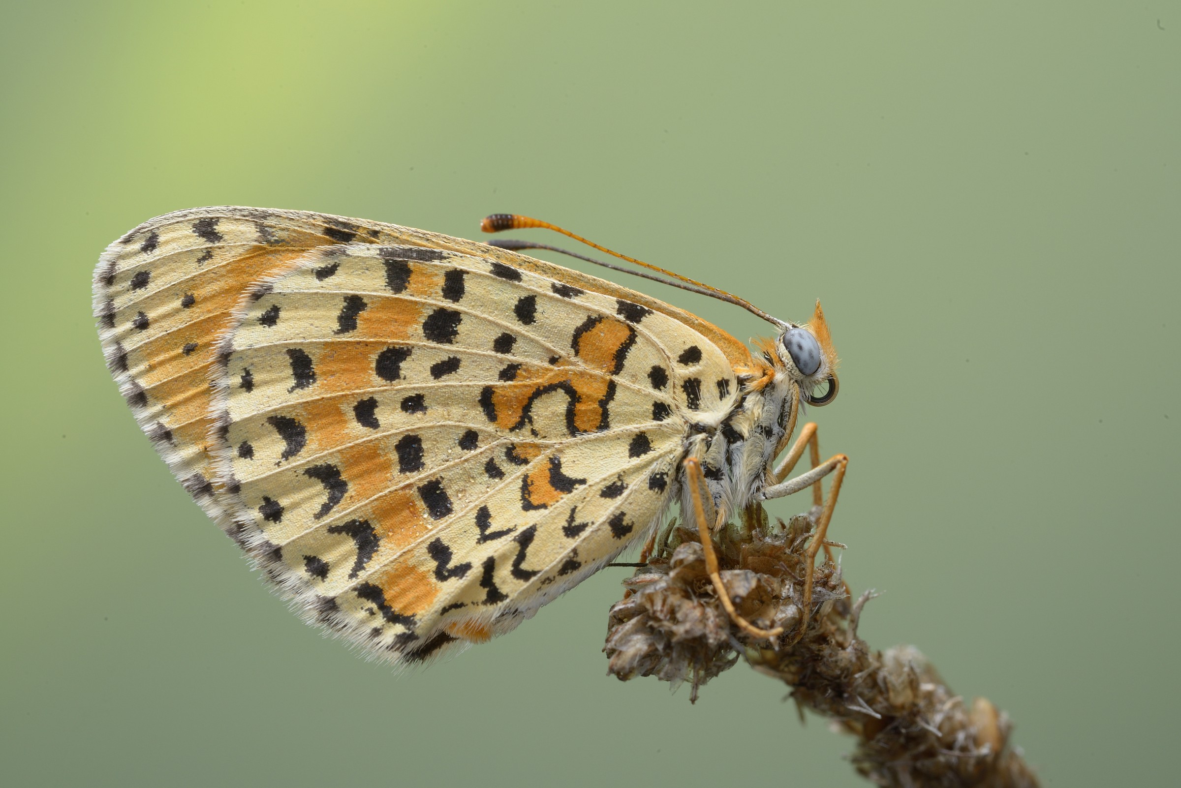 melitaea