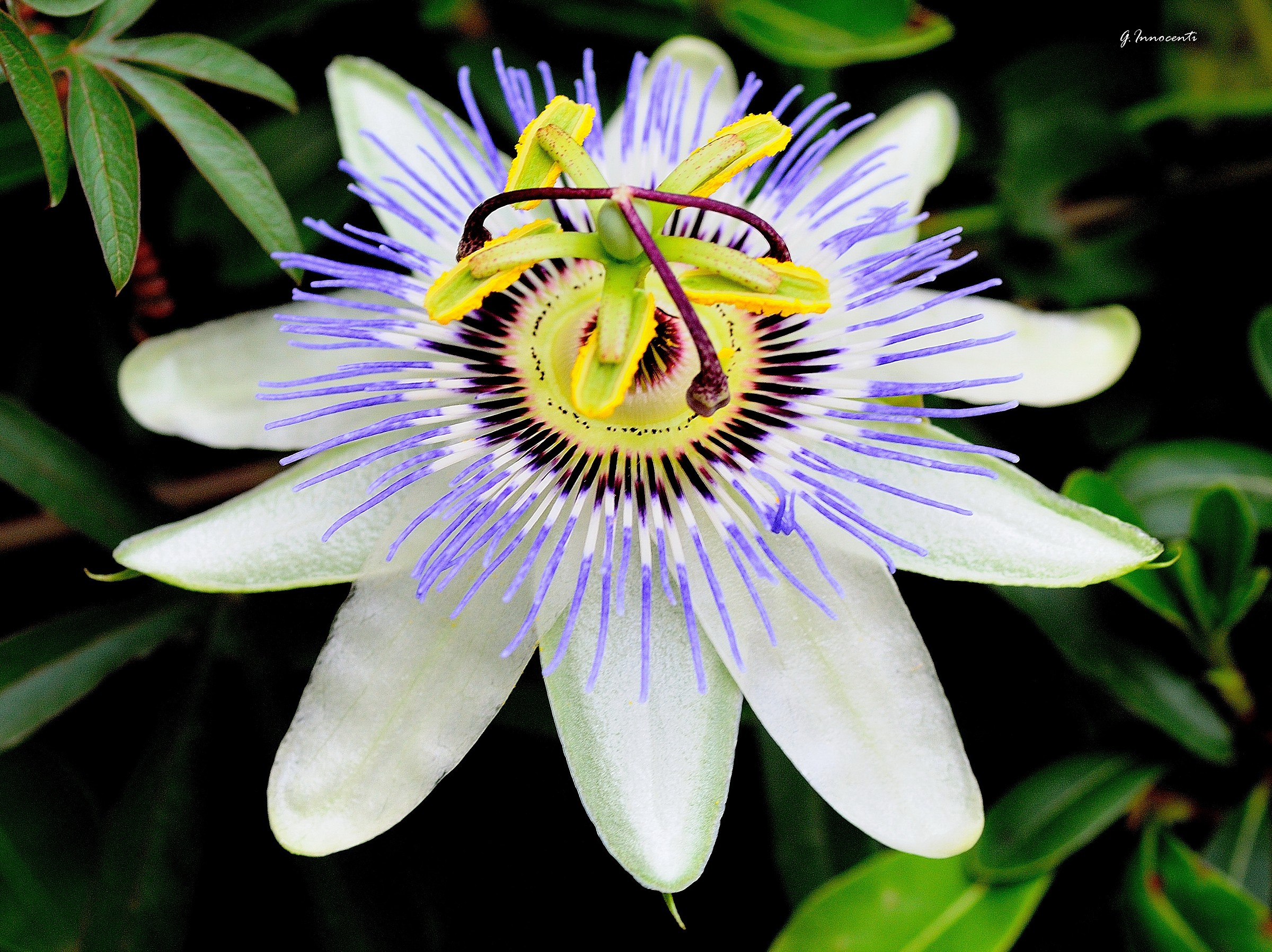 Passiflora (Passion of Christ)