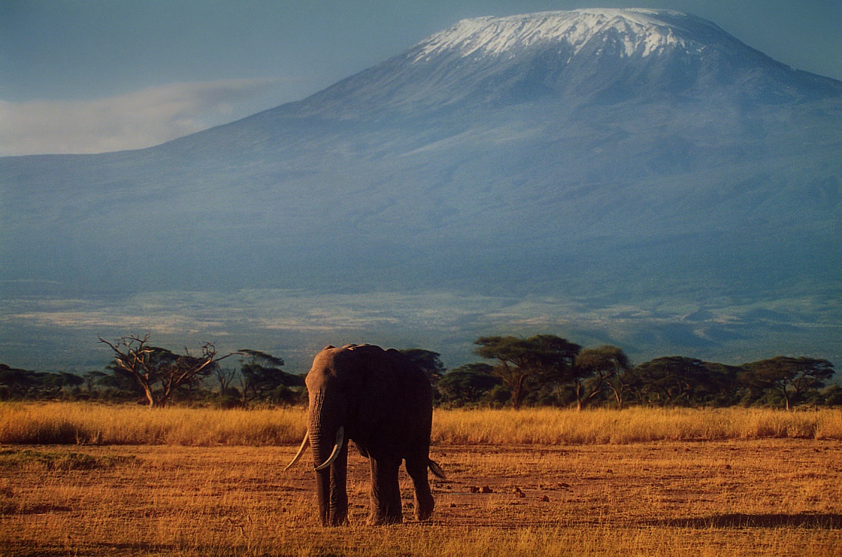 Kilimanjaro con elefante
