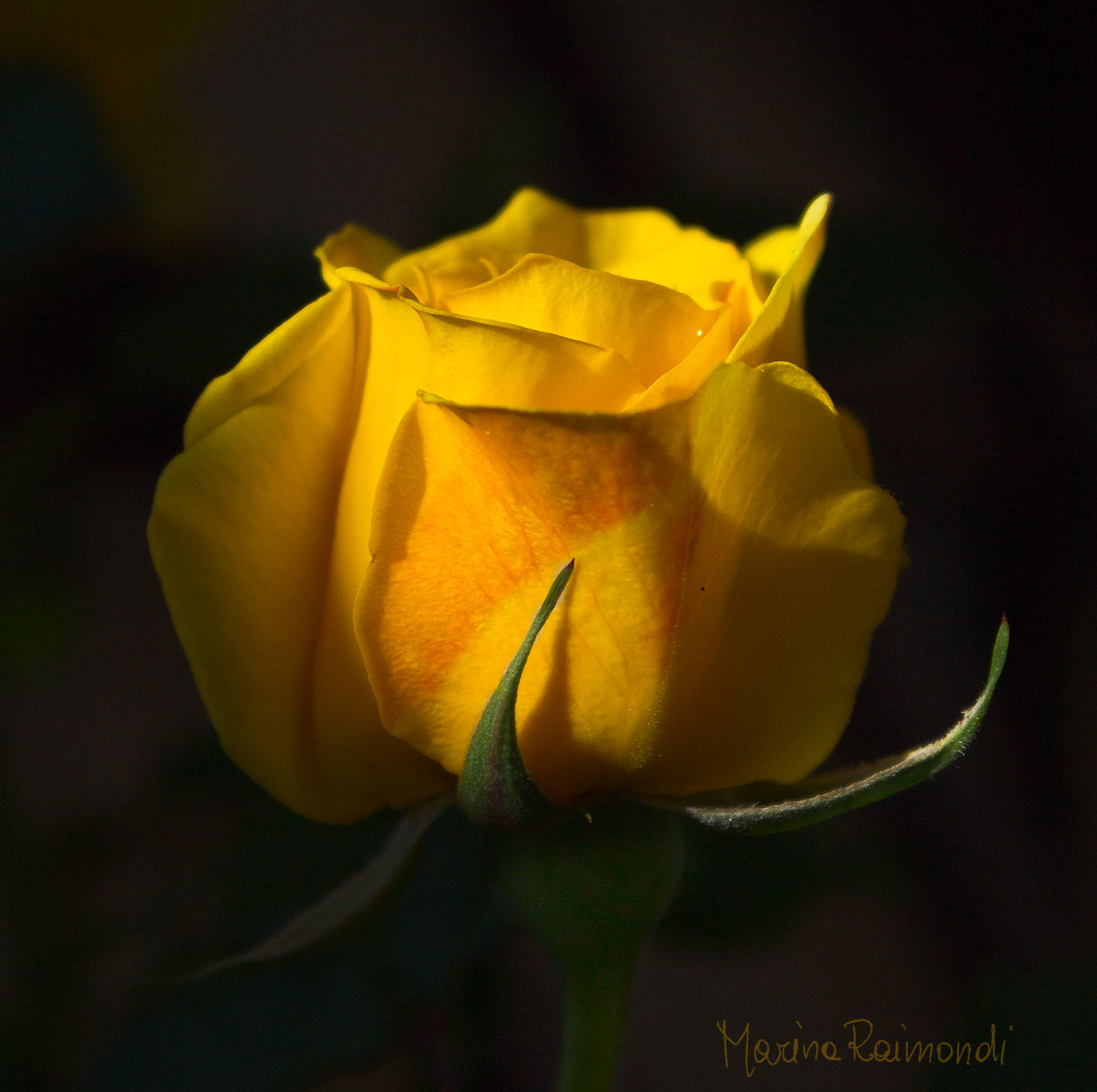 Una rosa è una rosa, è una rosa _ 01