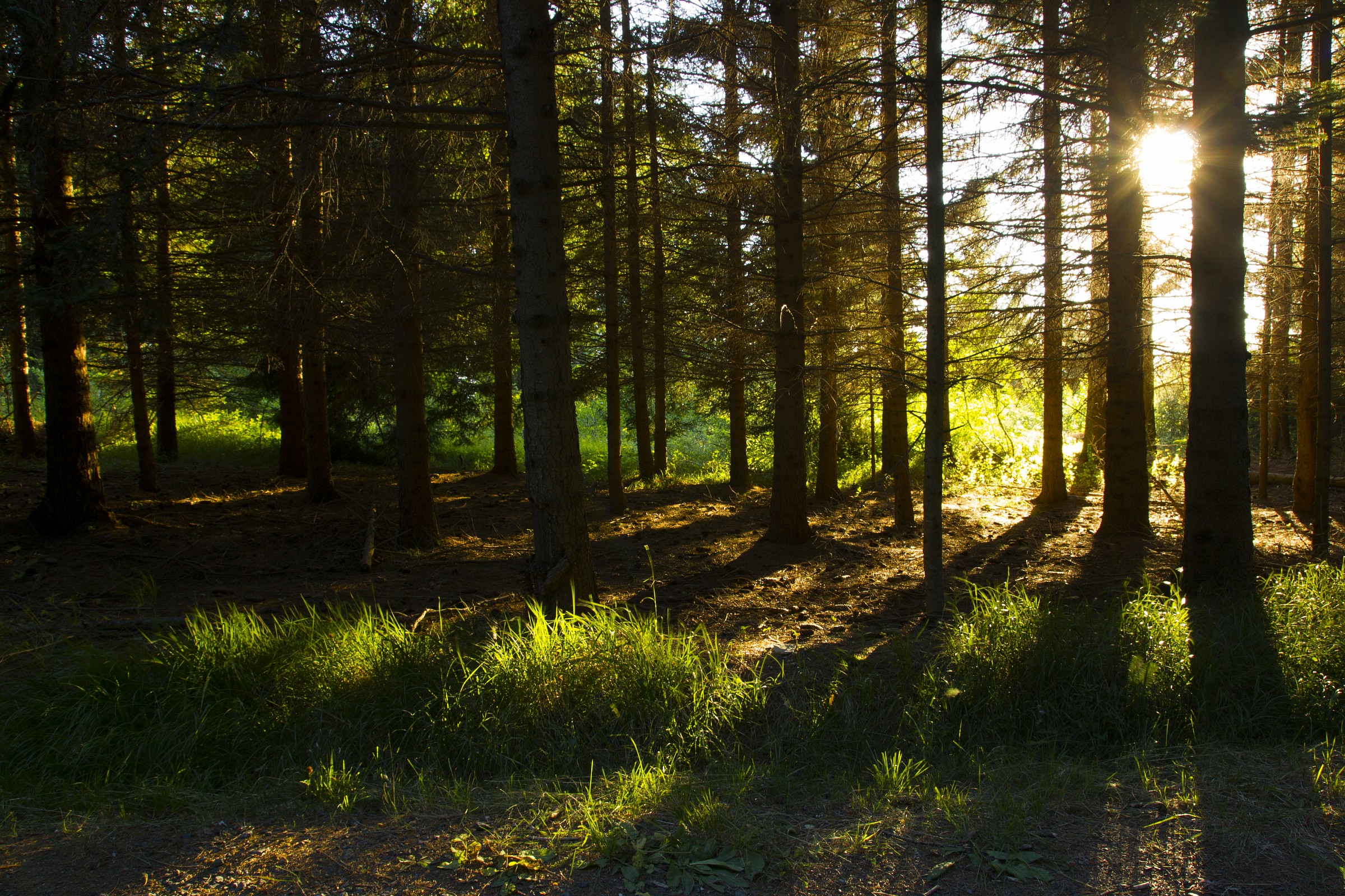 at the going down of the sun