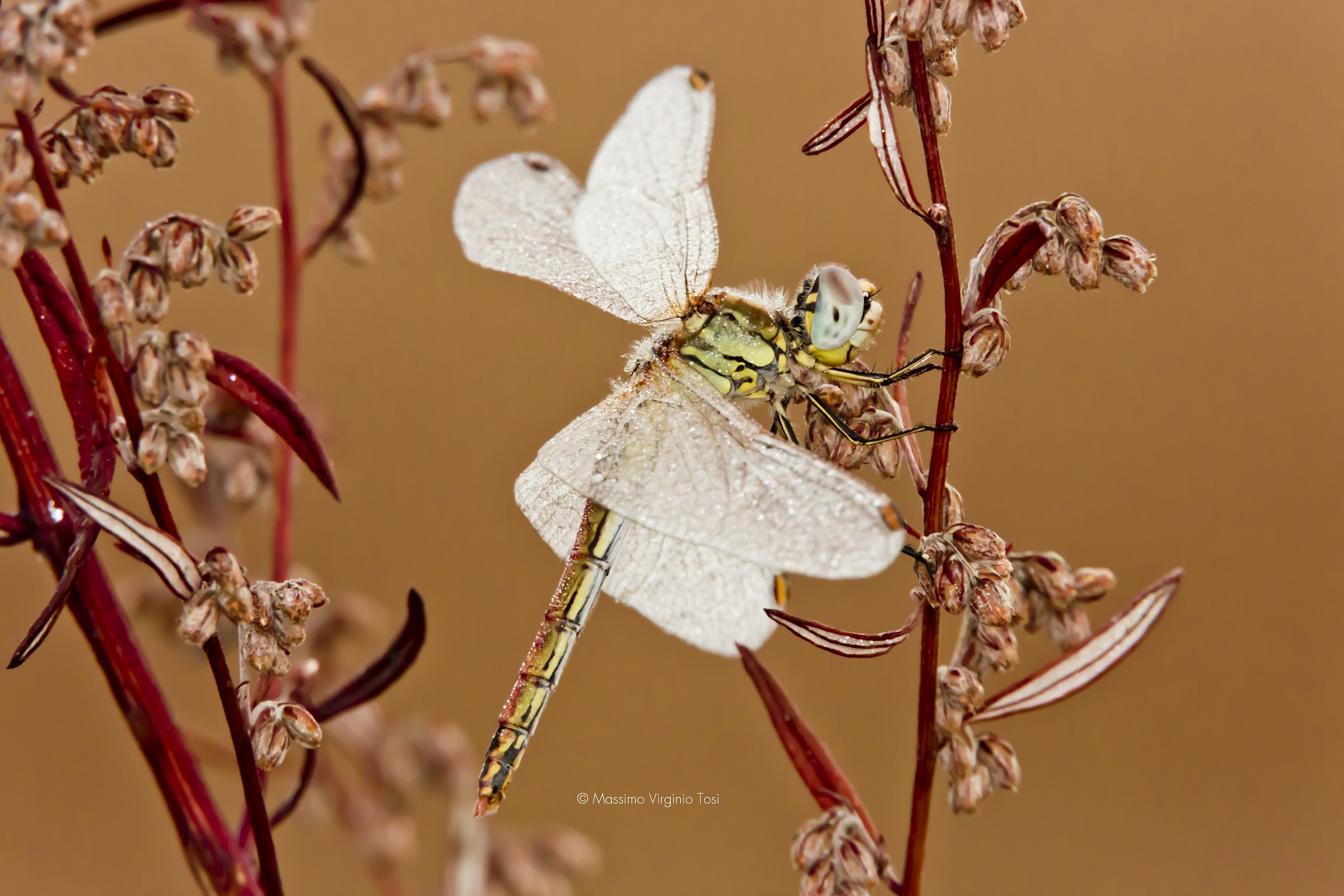 Dragonfly