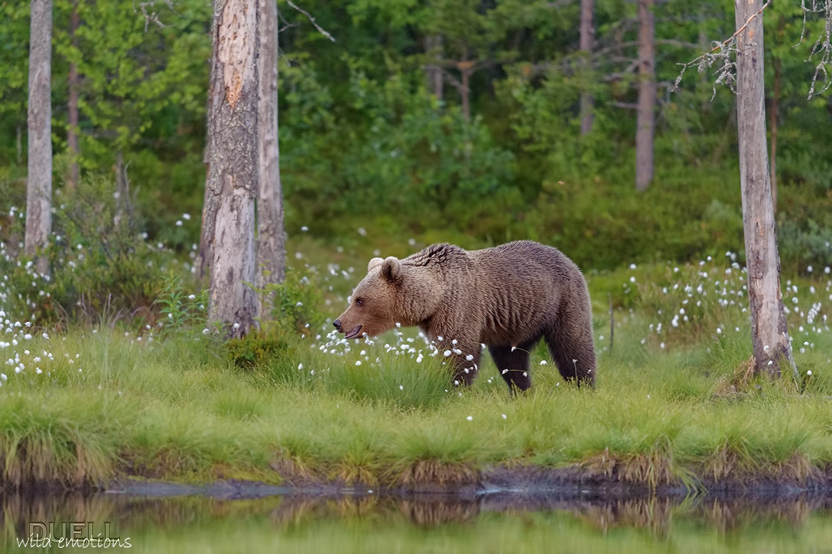 the forest & the bear