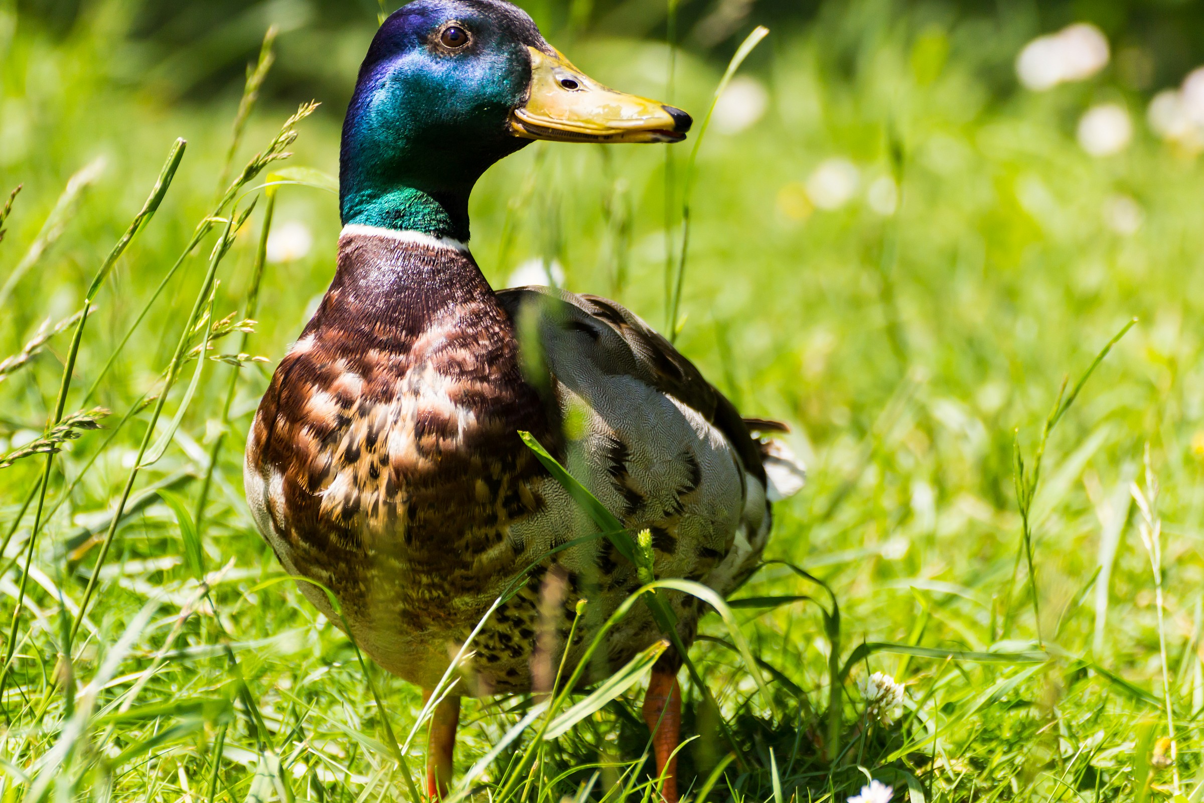 Germano Reale maschio