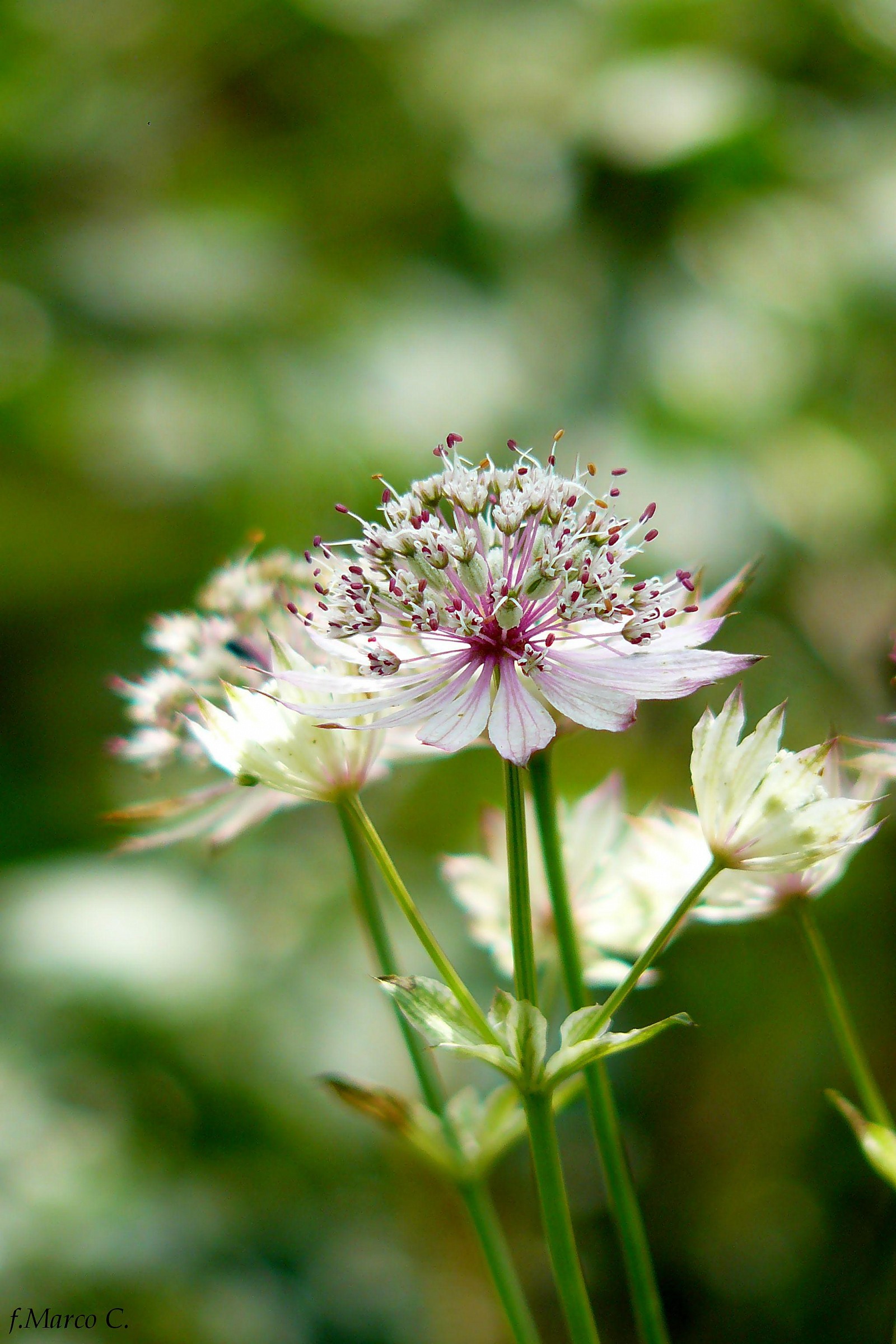 Play of light and blurs