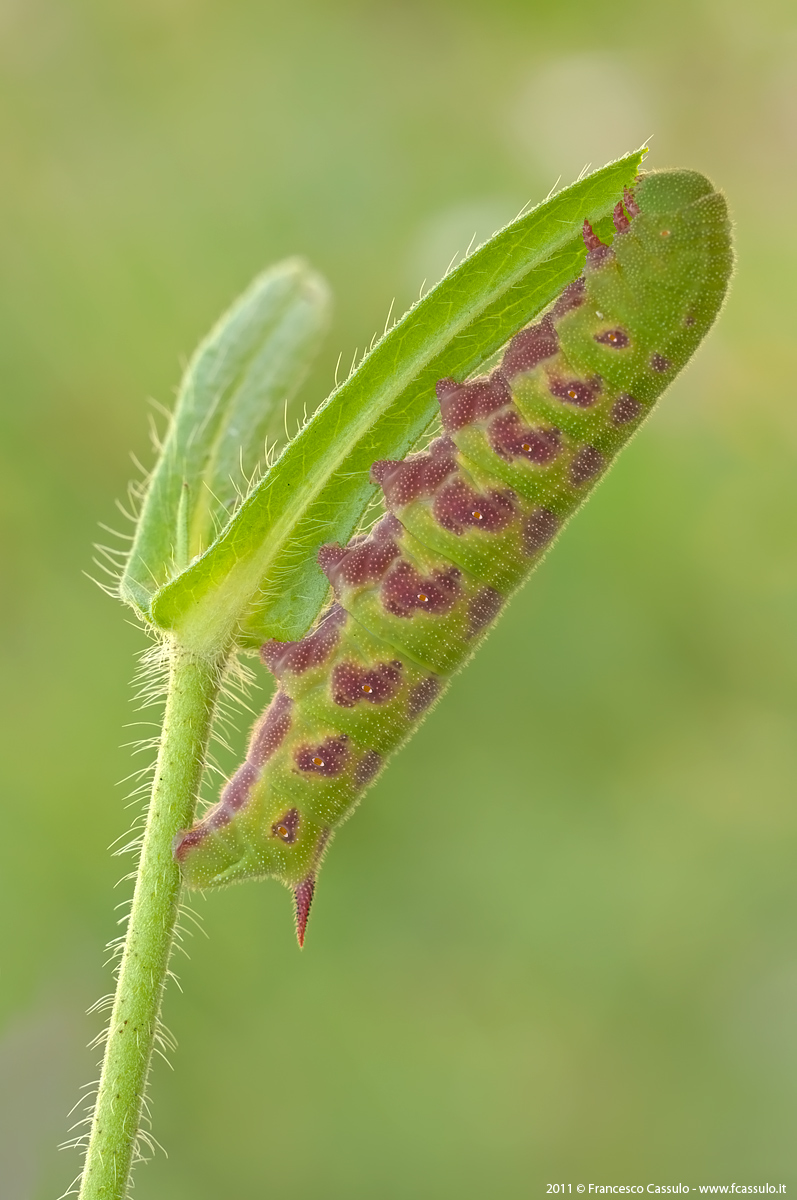 Hemaris tityus (Linnaeus, 1758)