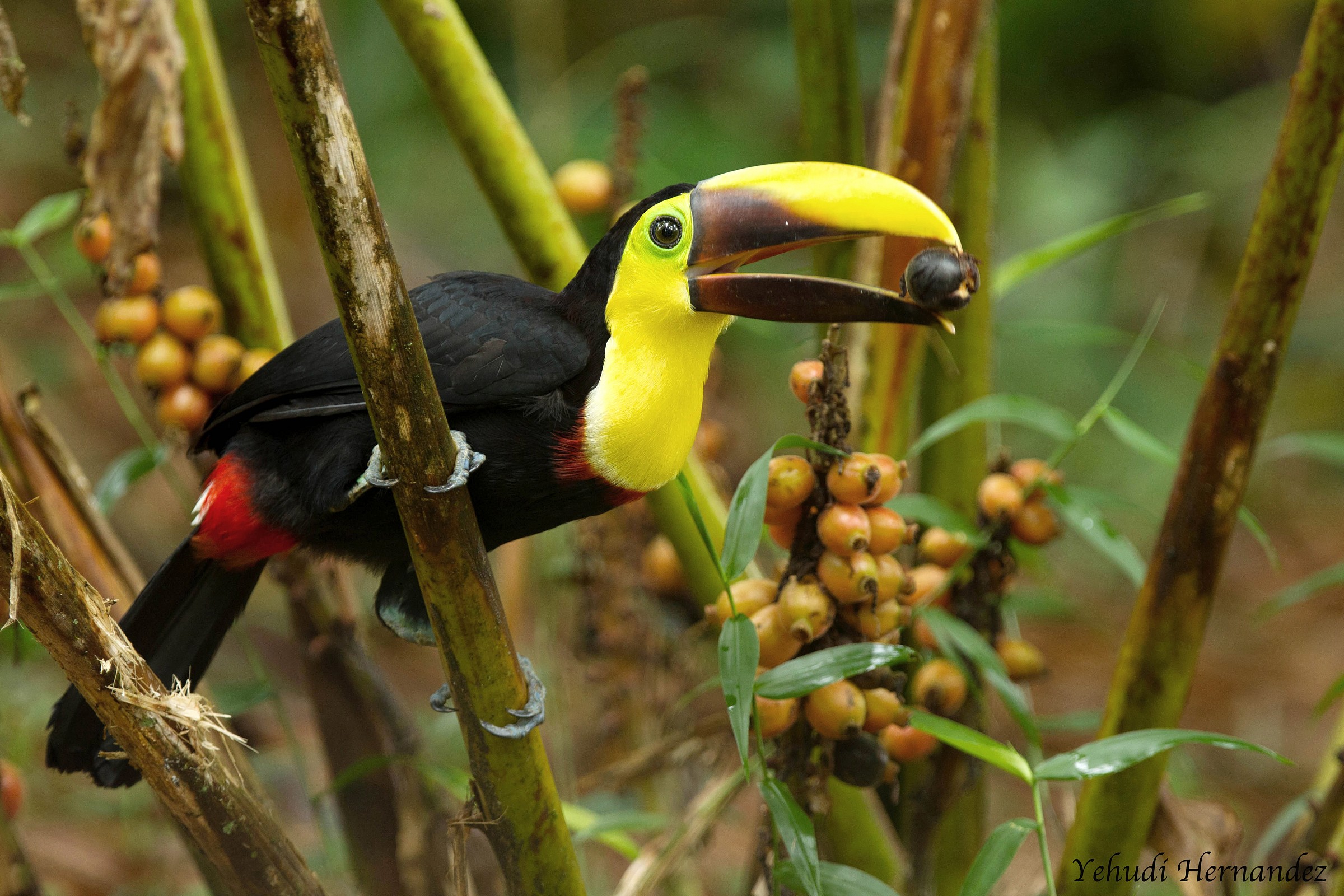 Chesnut Mandibled Toucan (Ramphastos swainsonii)