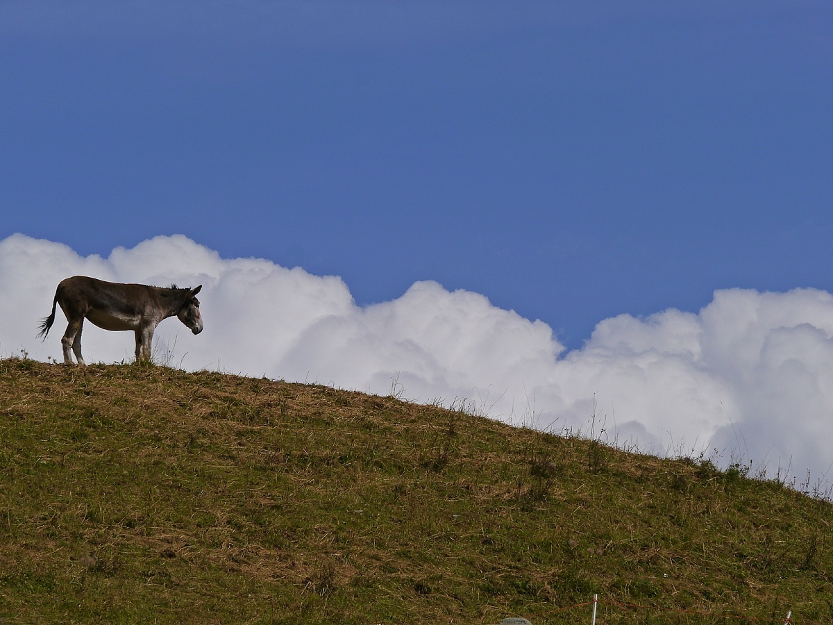 con la testa tra le nuvole....