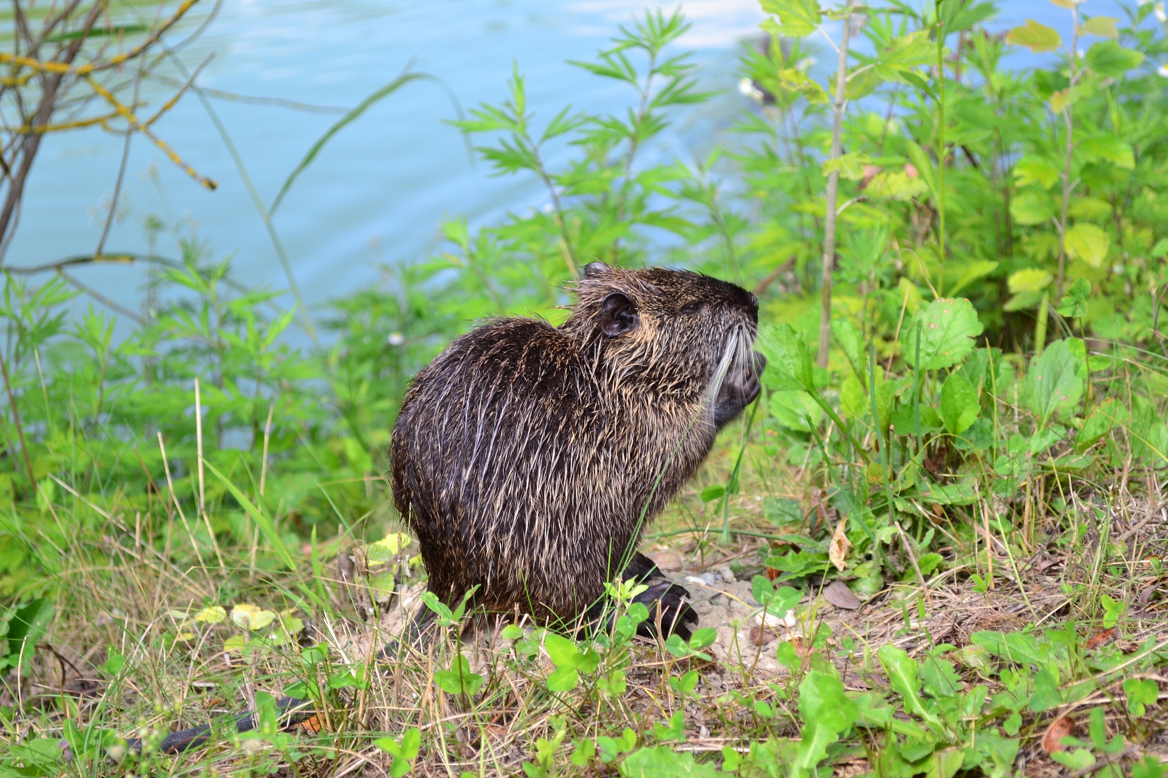 la nutria