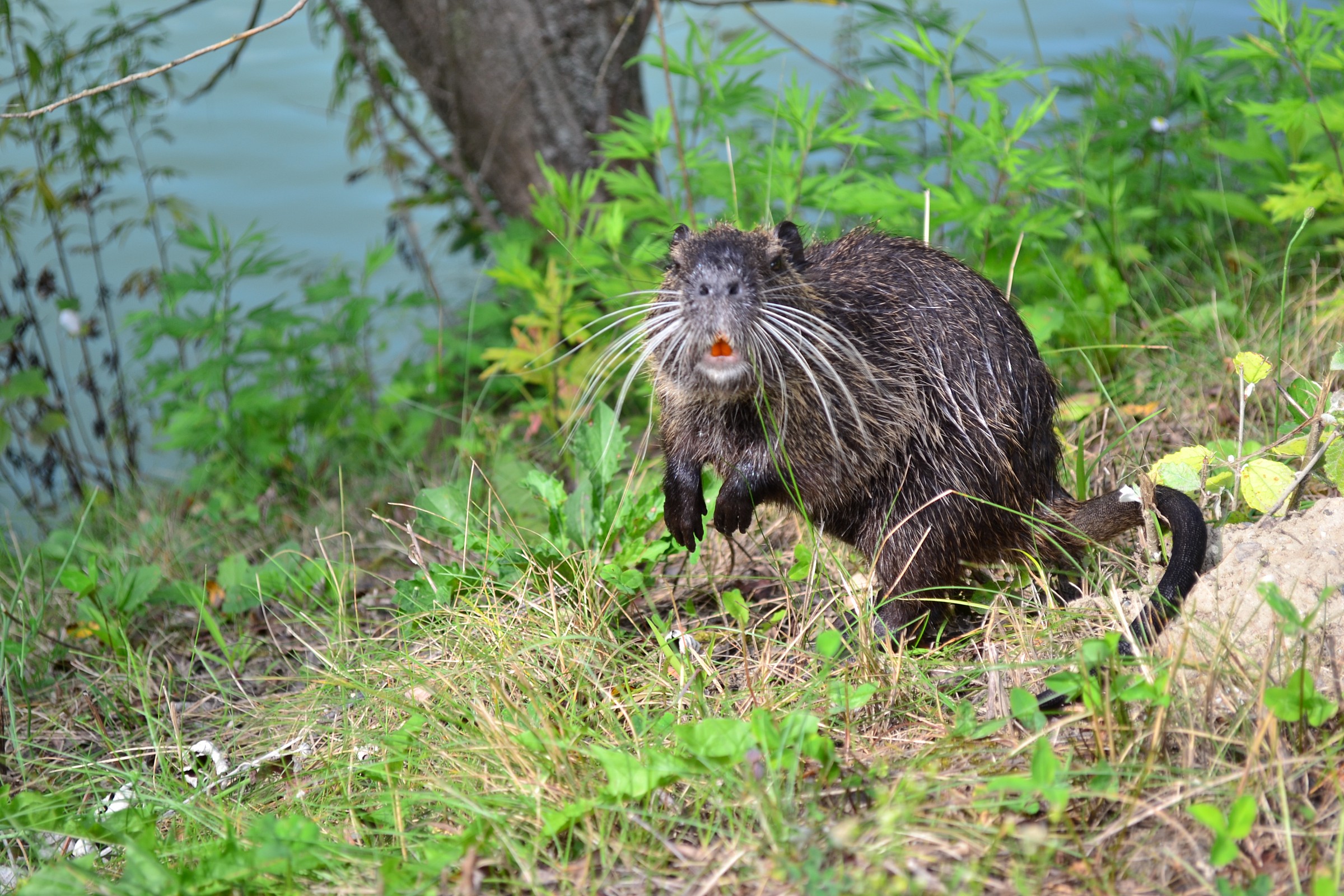 la nutria a pranzo