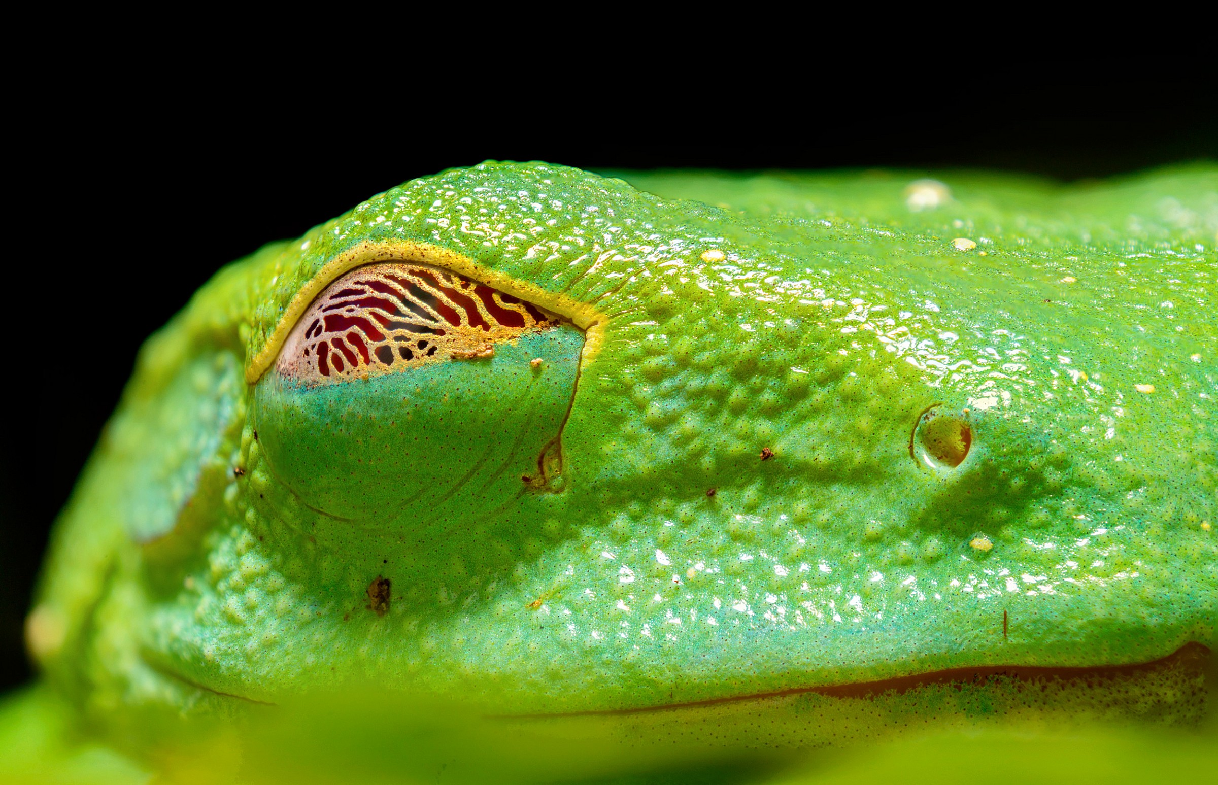 Agalychnis callidryas